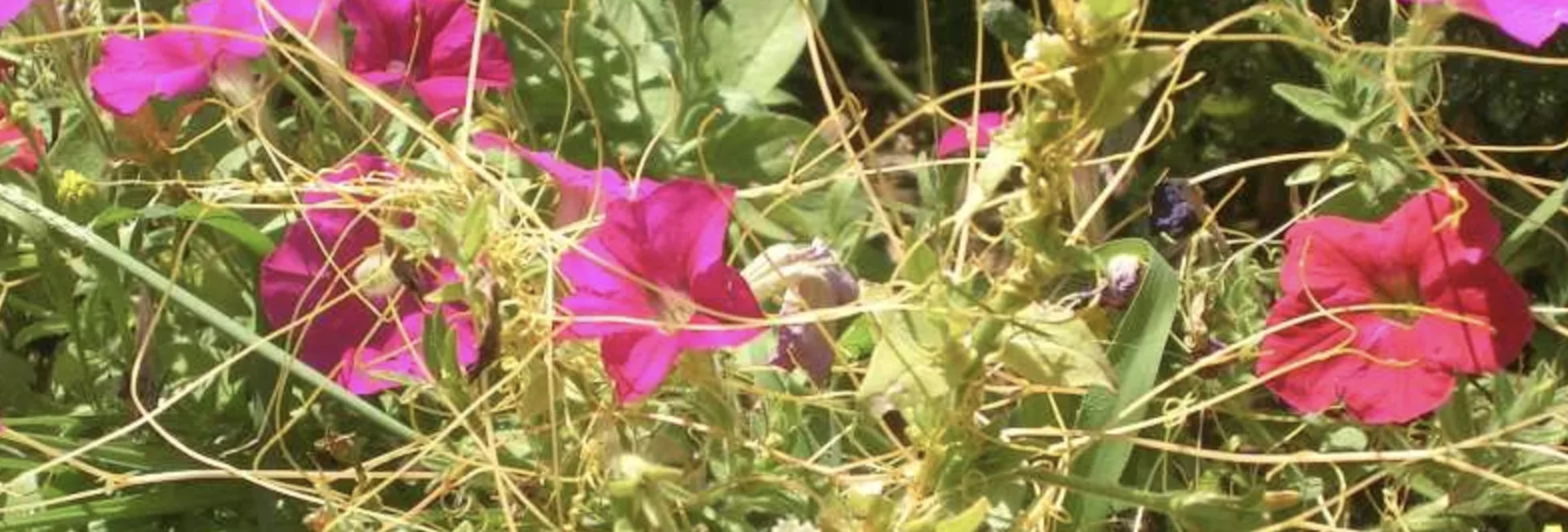 Повитиця — небезпечний паразит: як розпізнати та знищити?