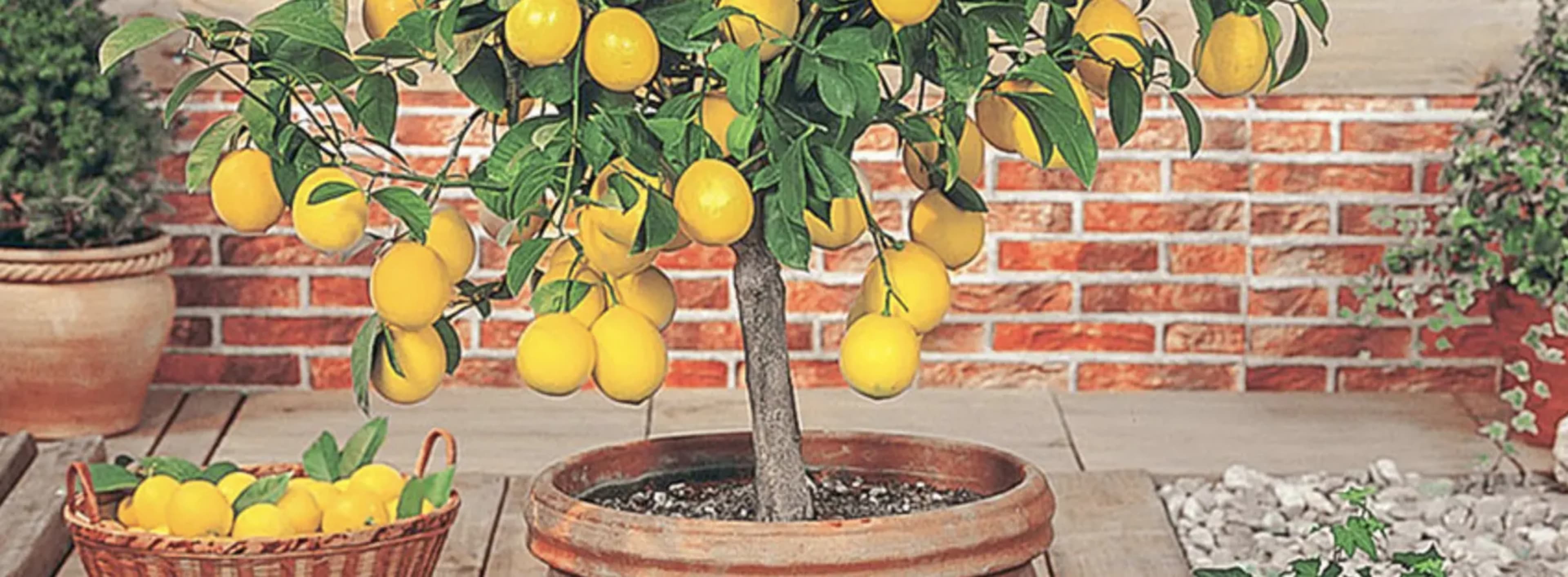 Як виростити лимон вдома: догляд, розмноження та пересадка