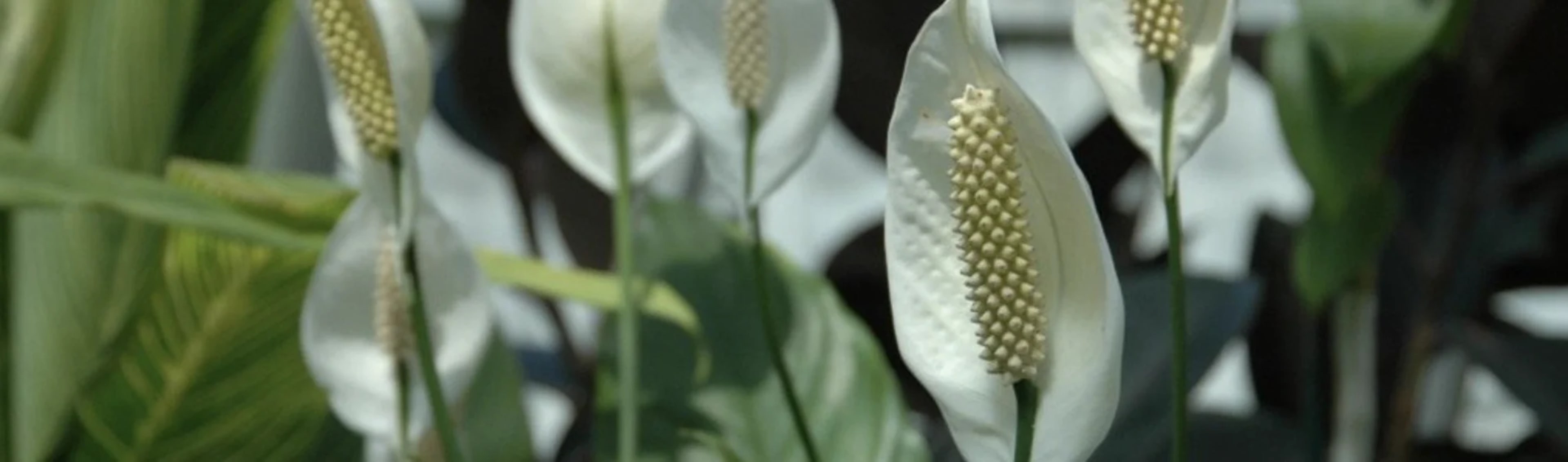 Спатифілум: догляд, розмноження, сорти