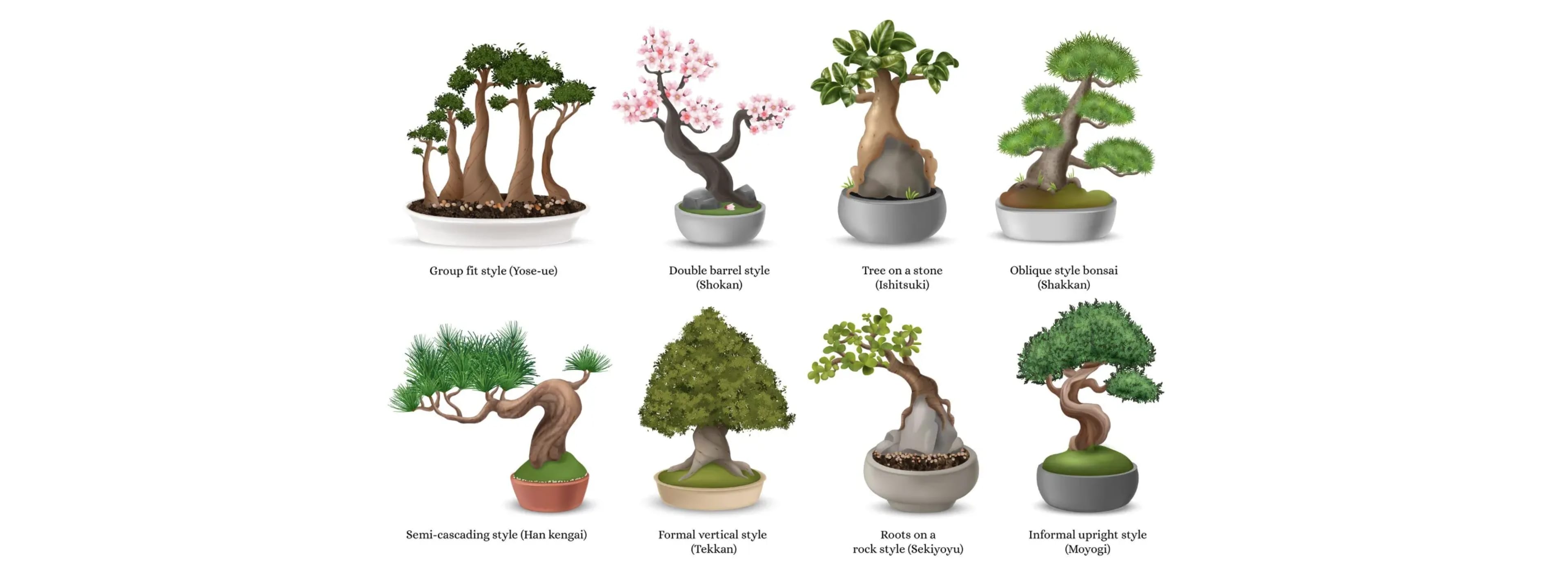 Мистецтво бонсай: стилі, рослини та догляд у домашніх умовах