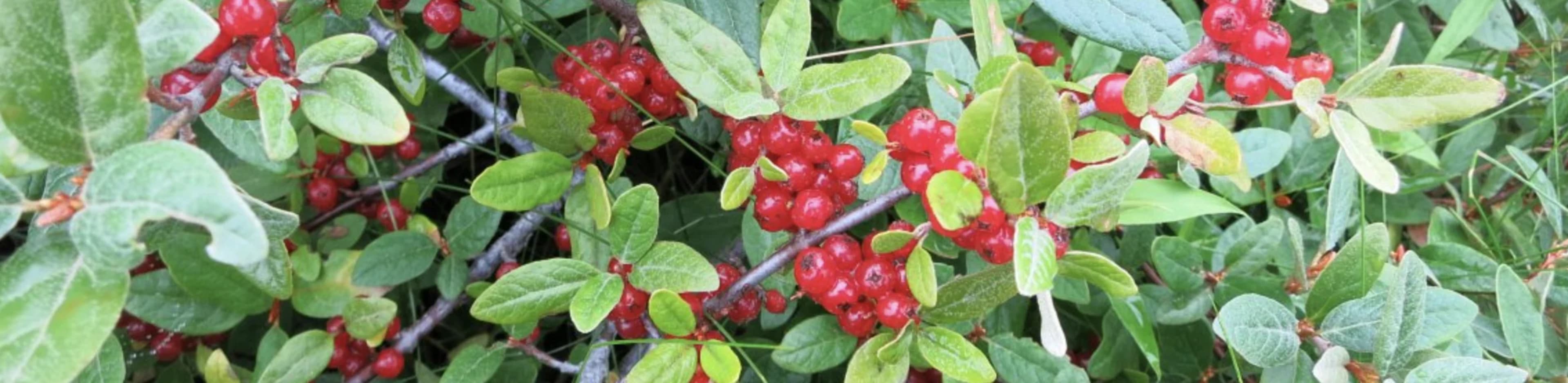 Шефердія — родичка обліпихи: вирощування, розмноження та догляд