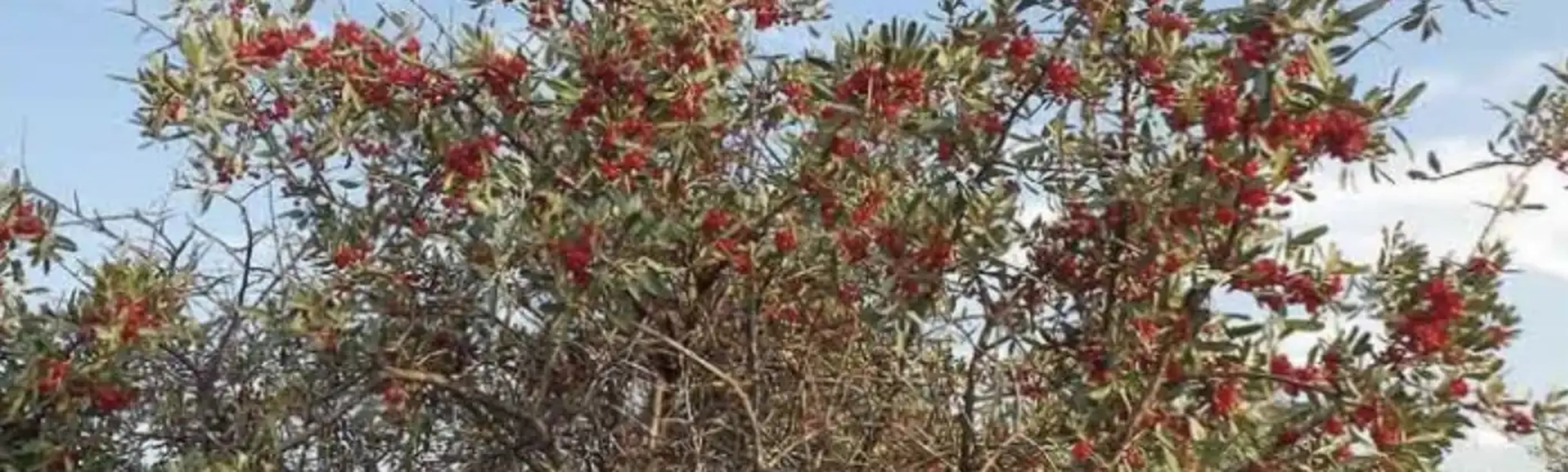 Шефердія — родичка обліпихи: вирощування, розмноження та догляд