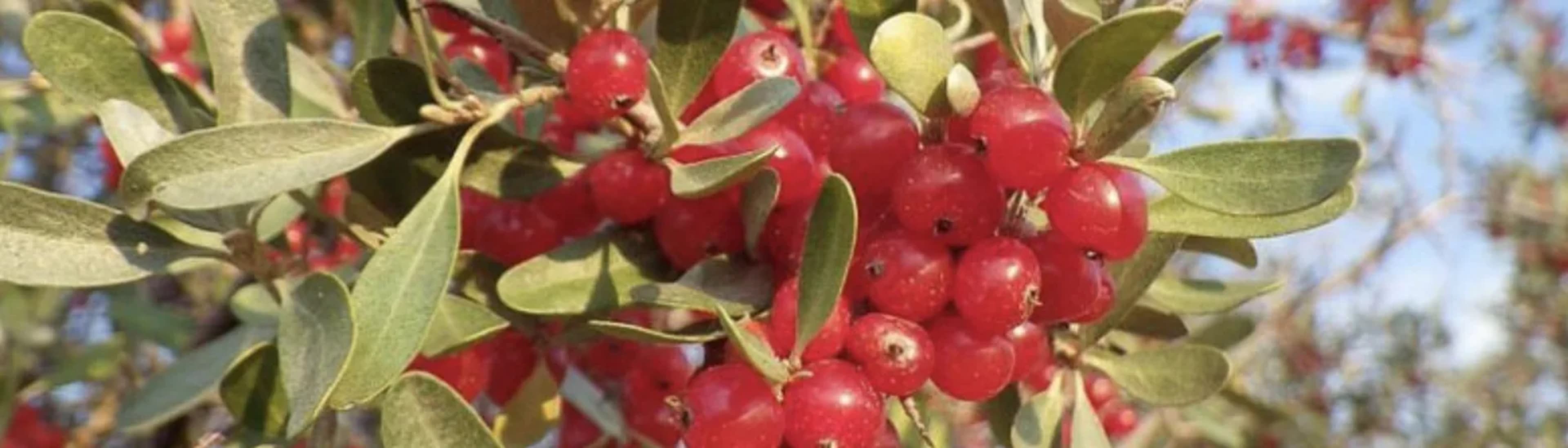 Шефердія — родичка обліпихи: вирощування, розмноження та догляд
