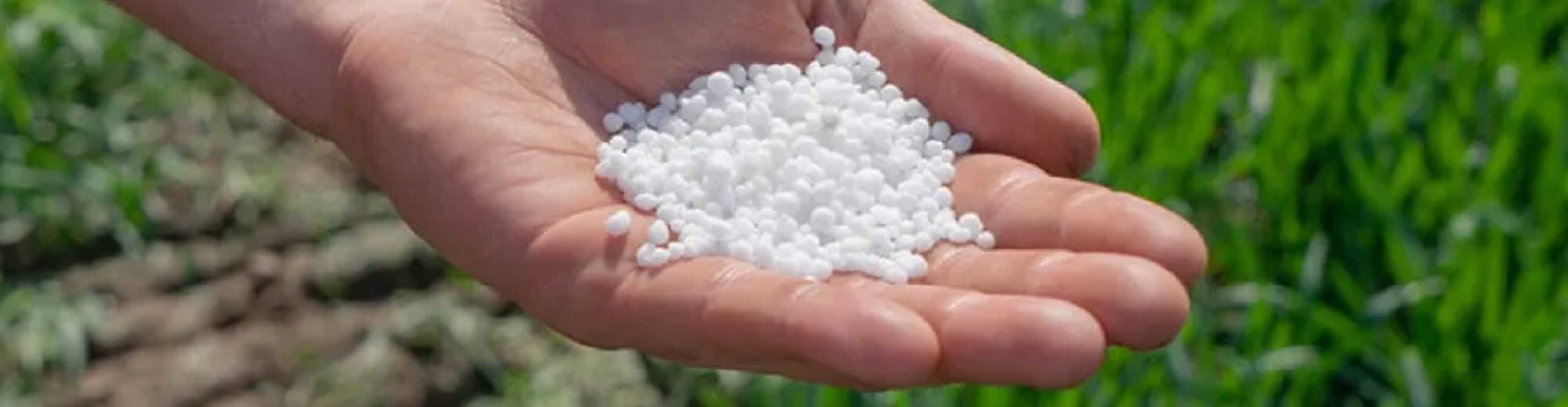 Аміачна селітра: як правильно застосовувати, дози та застереження