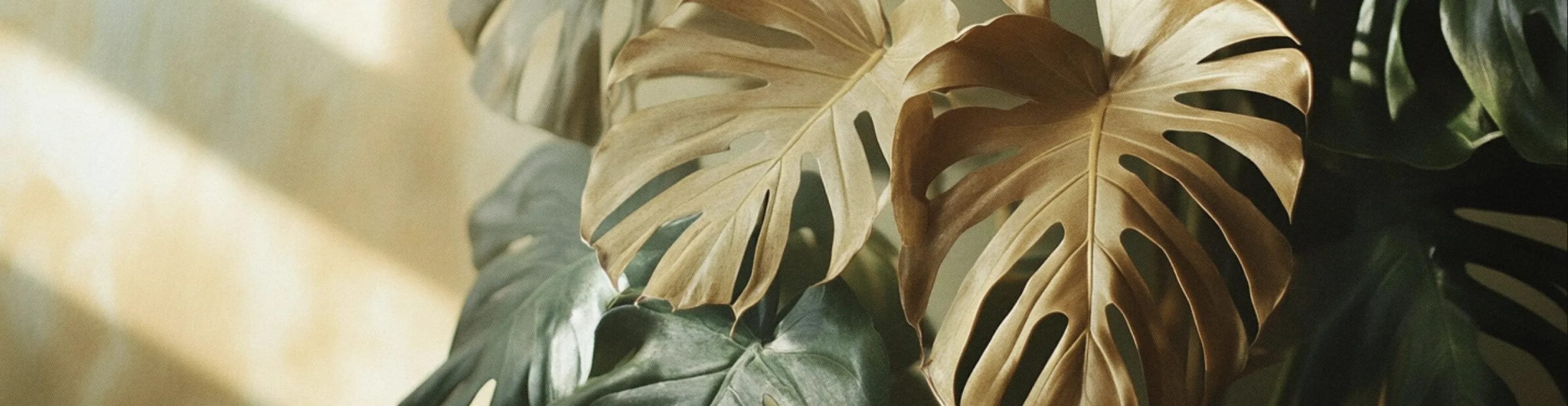 Монстера: догляд, розмноження, види та розв'язання проблем