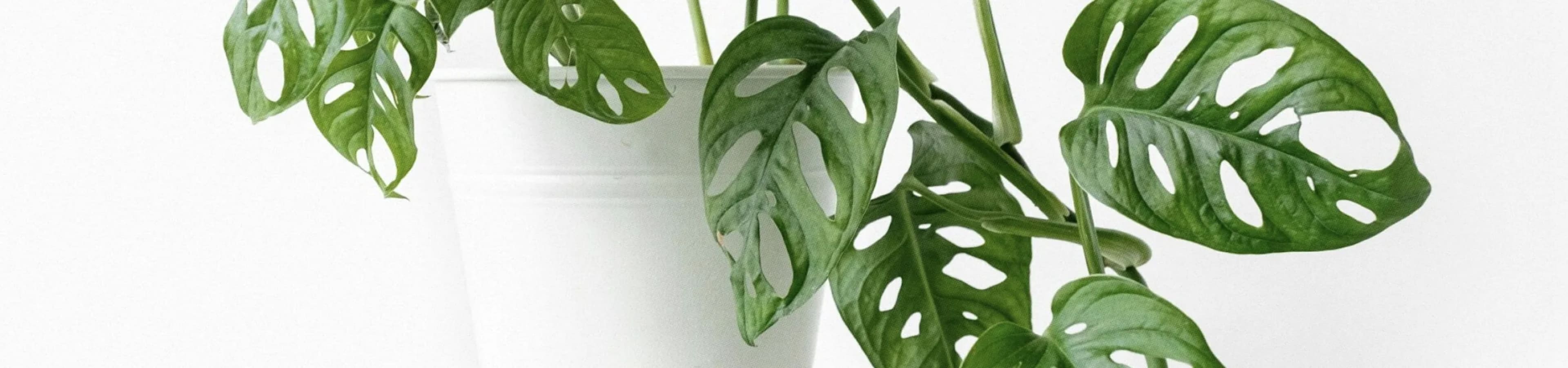 Монстера: догляд, розмноження, види та розв'язання проблем