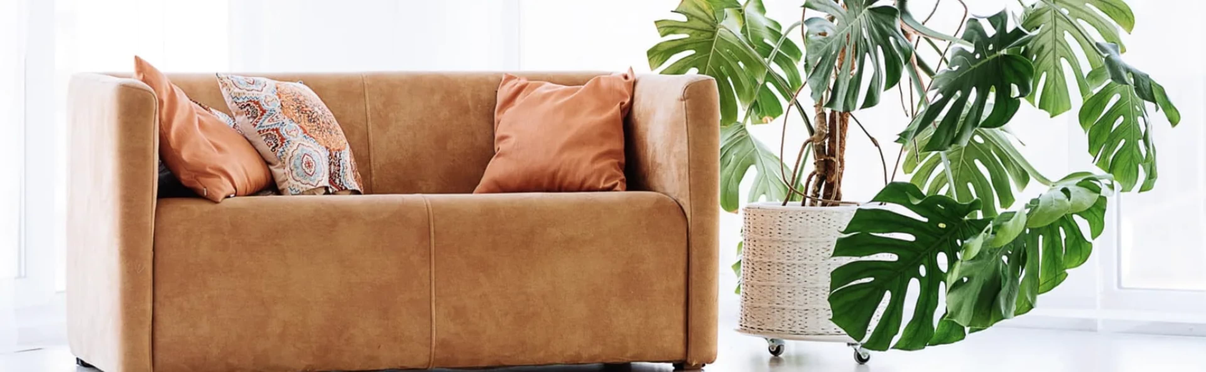 Монстера: догляд, розмноження, види та розв'язання проблем