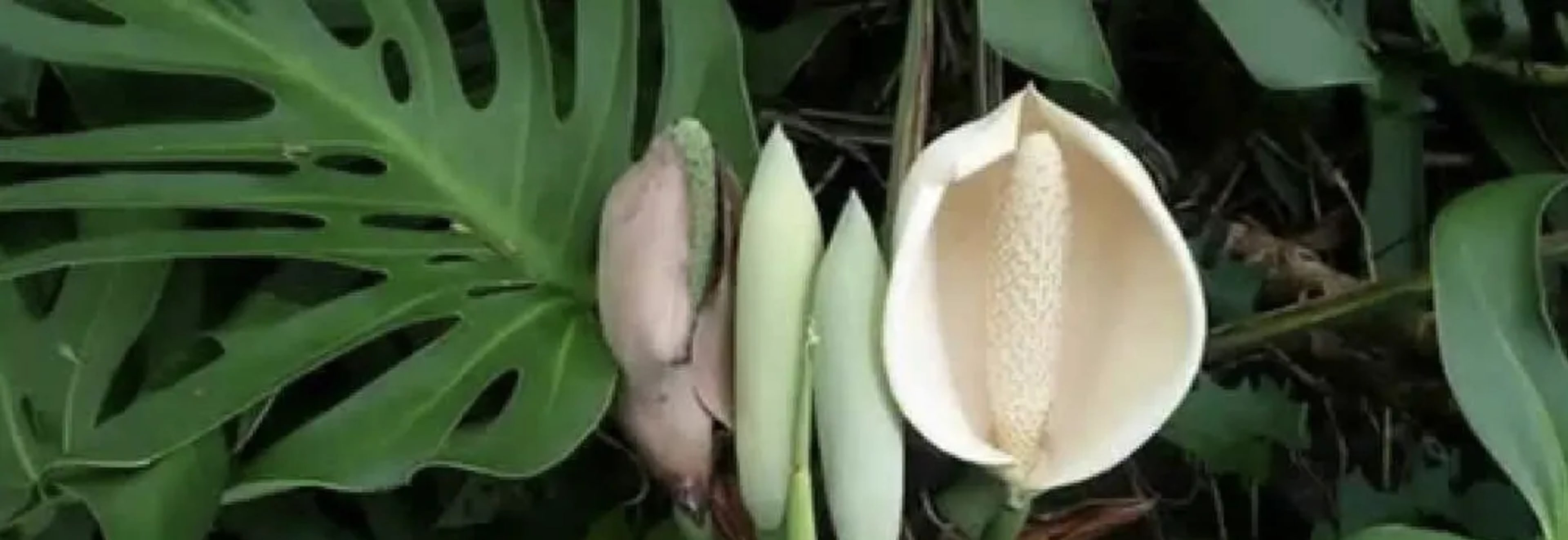 Монстера: догляд, розмноження, види та розв'язання проблем 3