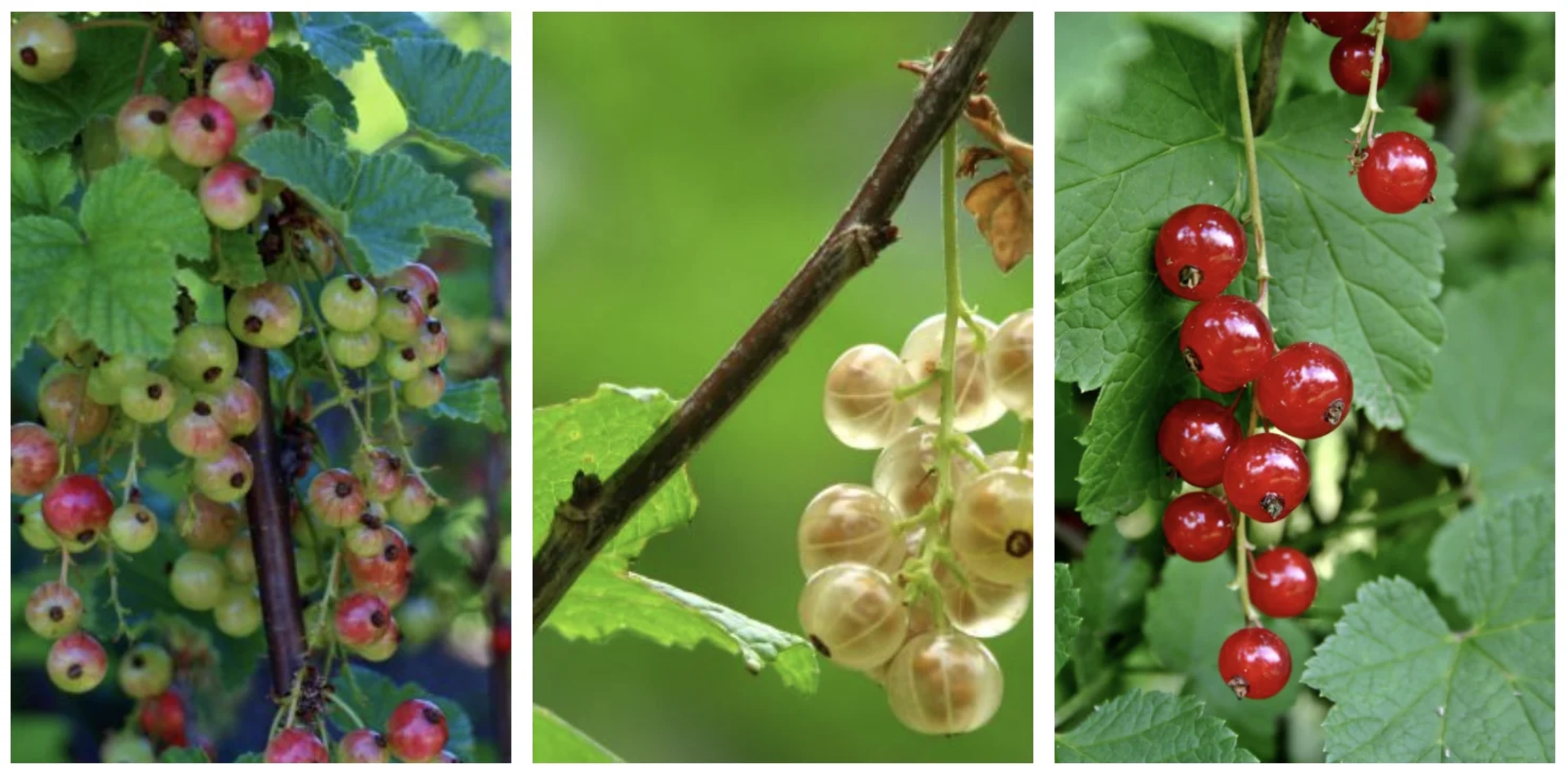 Червона і біла смородина: вирощування, сорти, обрізка та захист від хвороб