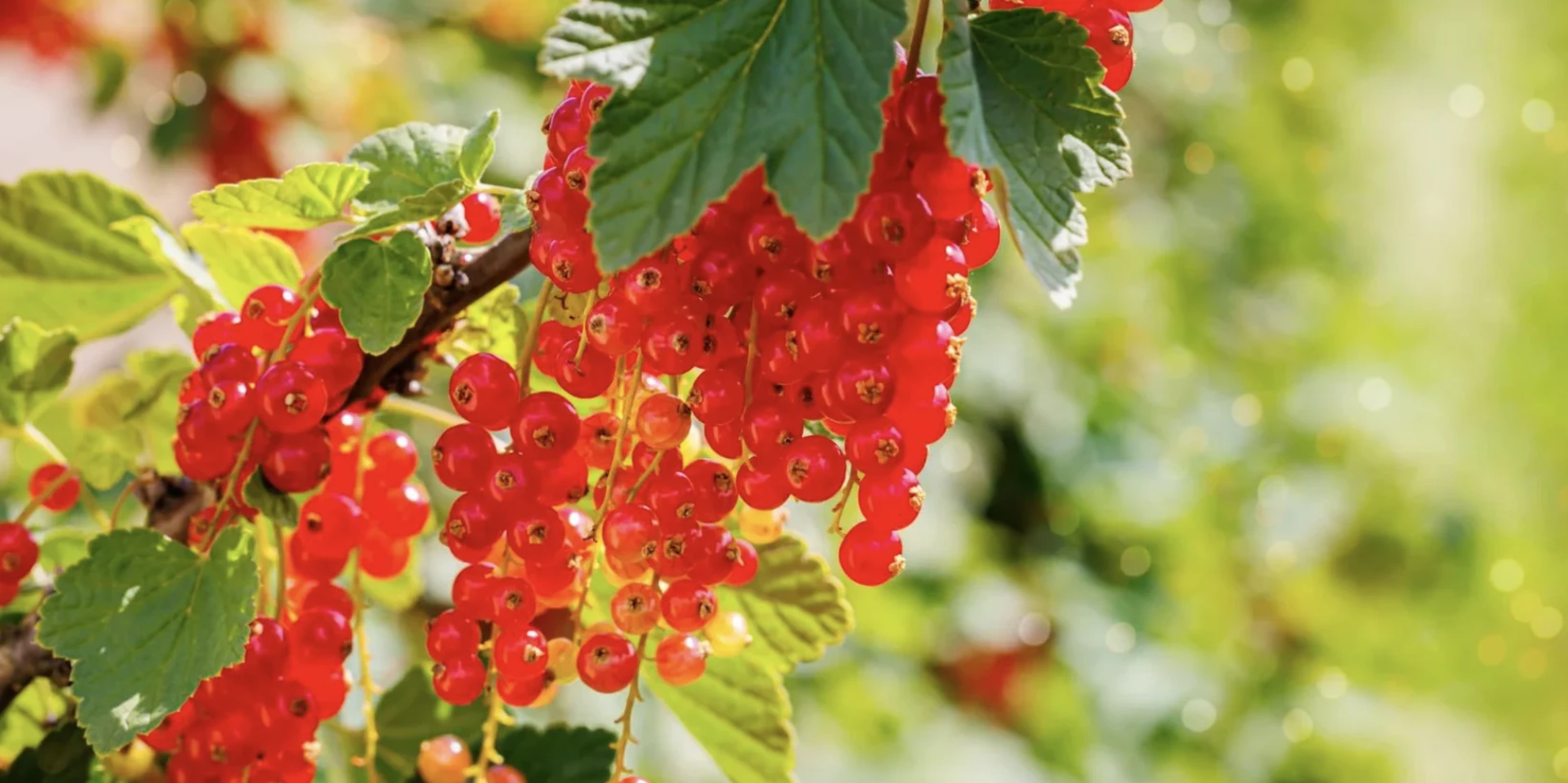 Червона і біла смородина: вирощування, сорти, обрізка та захист від хвороб