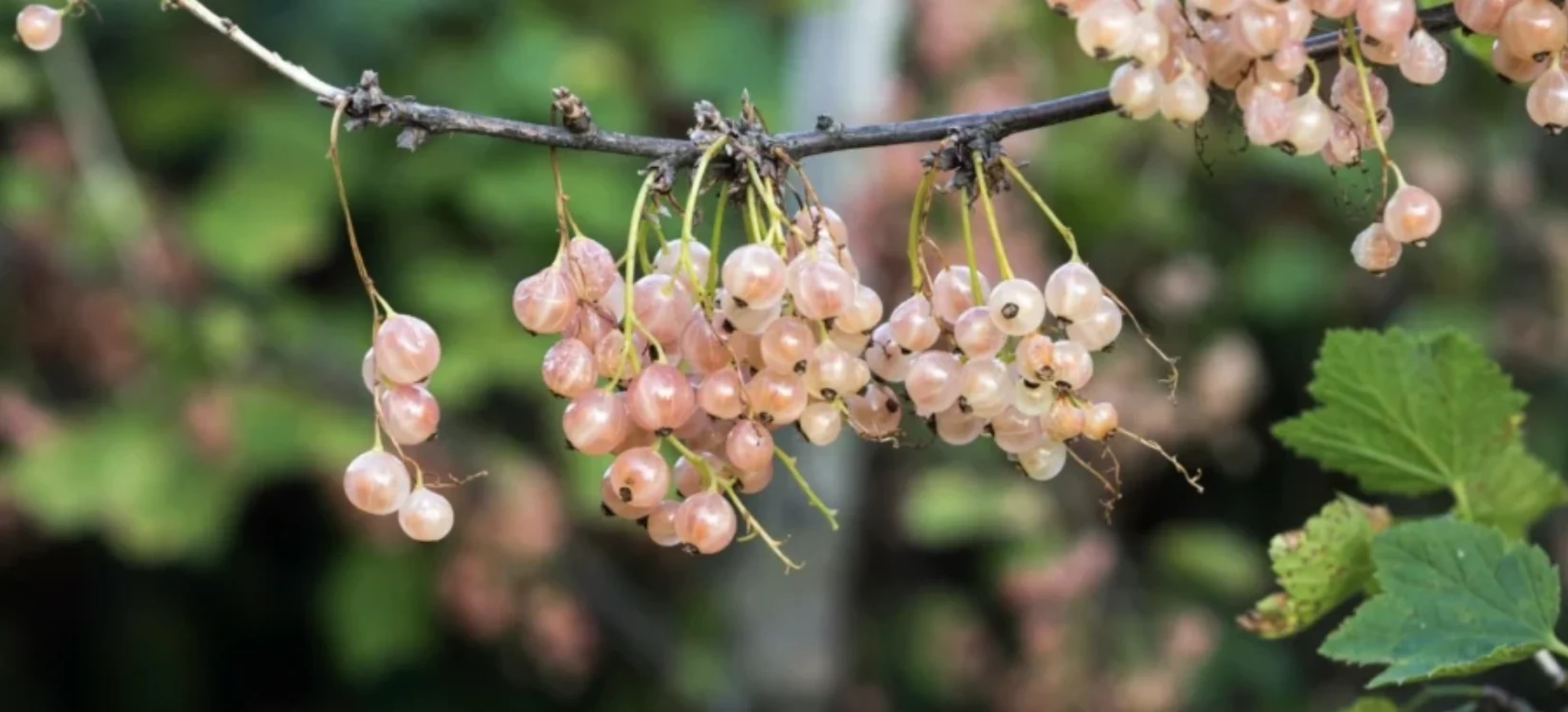 Червона і біла смородина: вирощування, сорти, обрізка та захист від хвороб