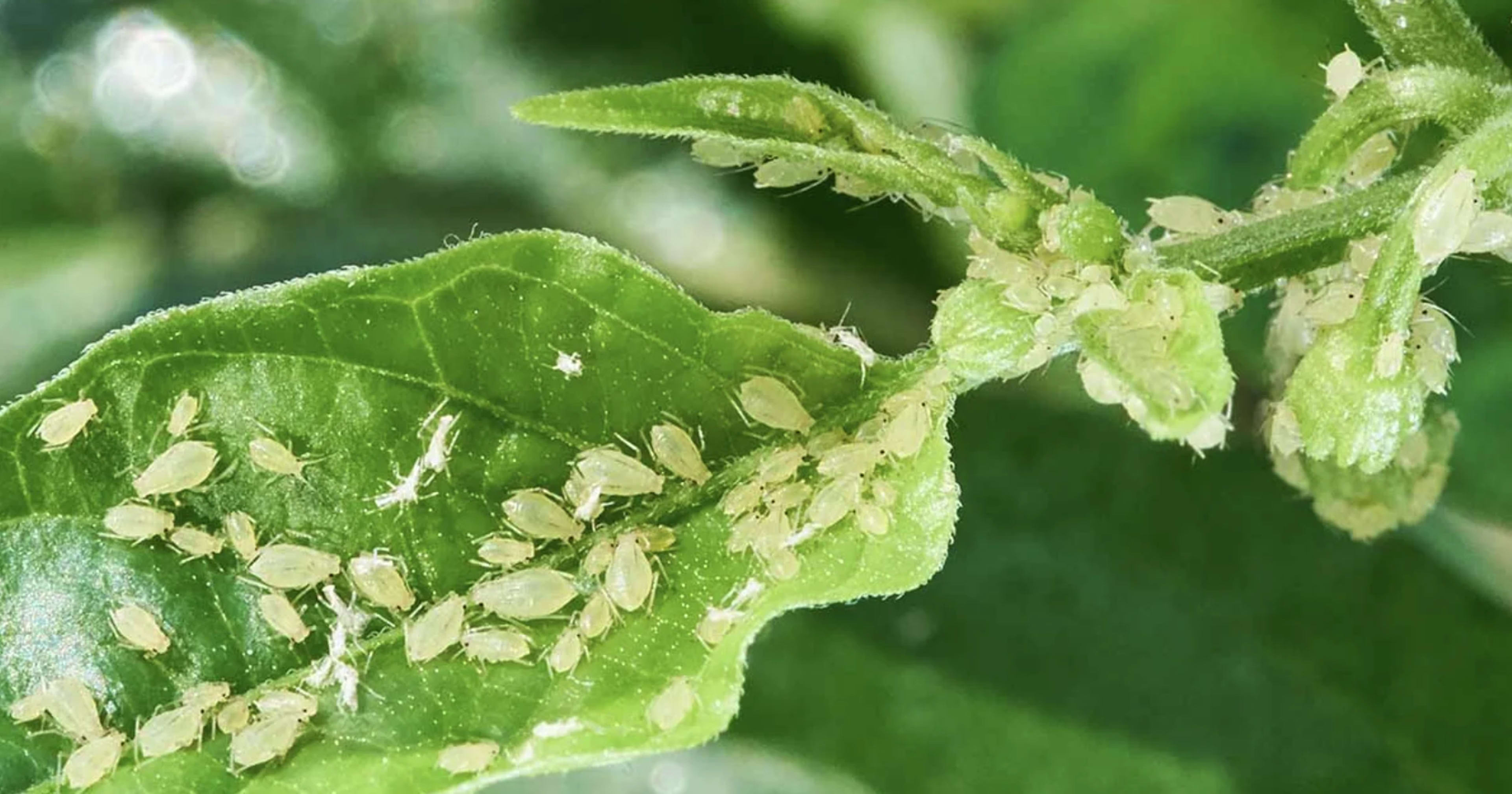 Кліщі — шкідники рослин: види, ознаки ураження та методи боротьби