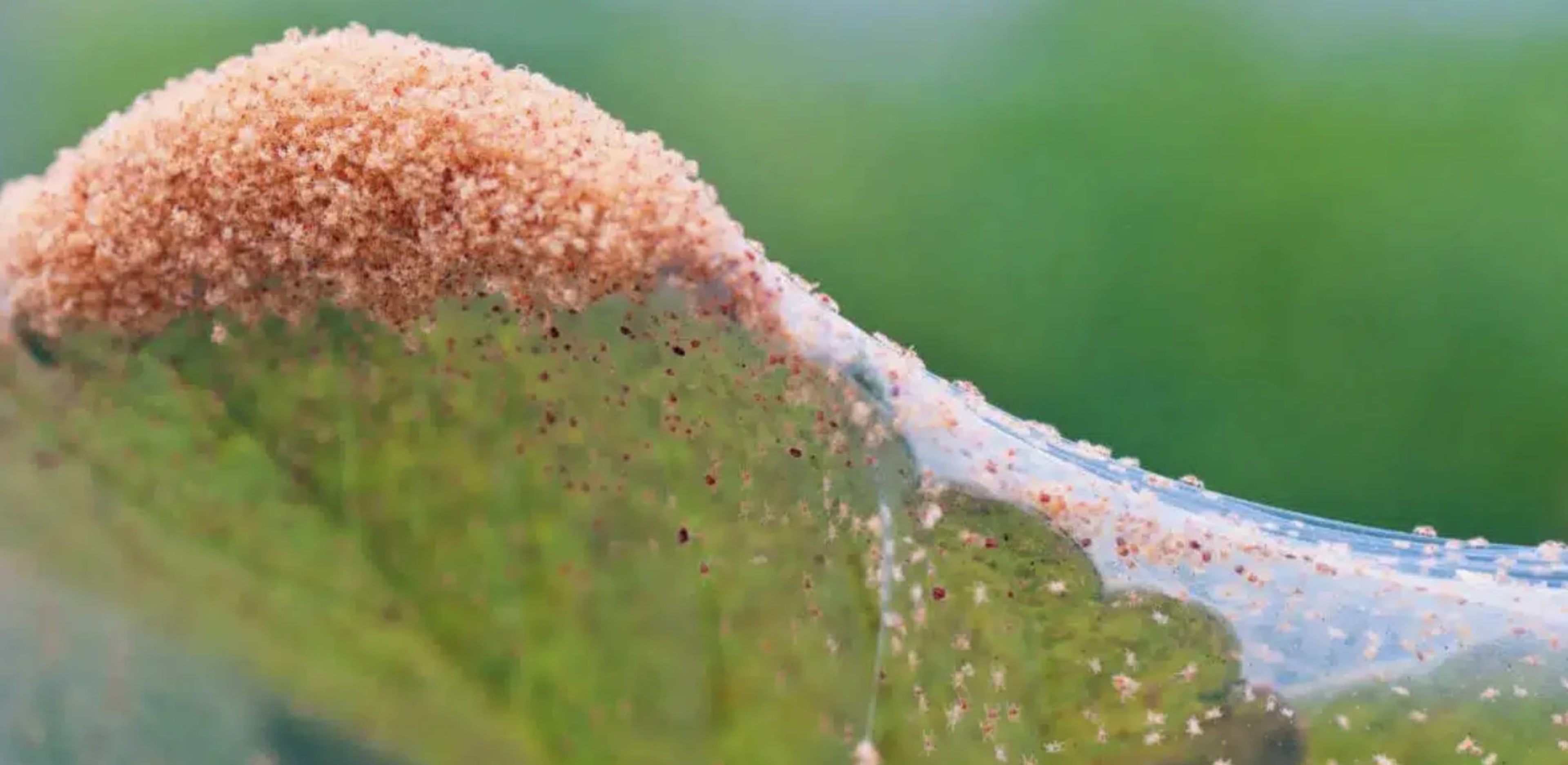 Кліщі — шкідники рослин: види, ознаки ураження та методи боротьби