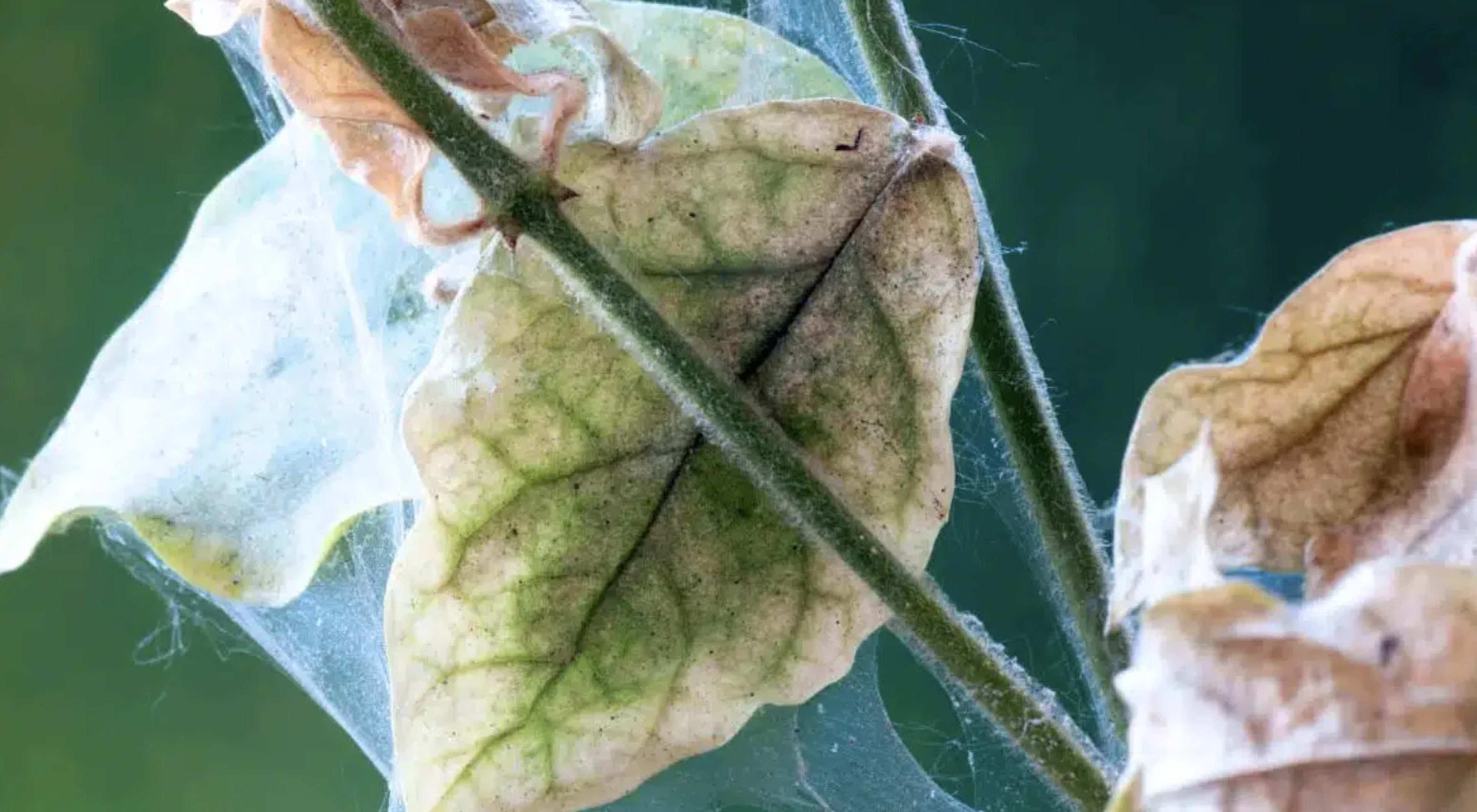 Кліщі — шкідники рослин: види, ознаки ураження та методи боротьби