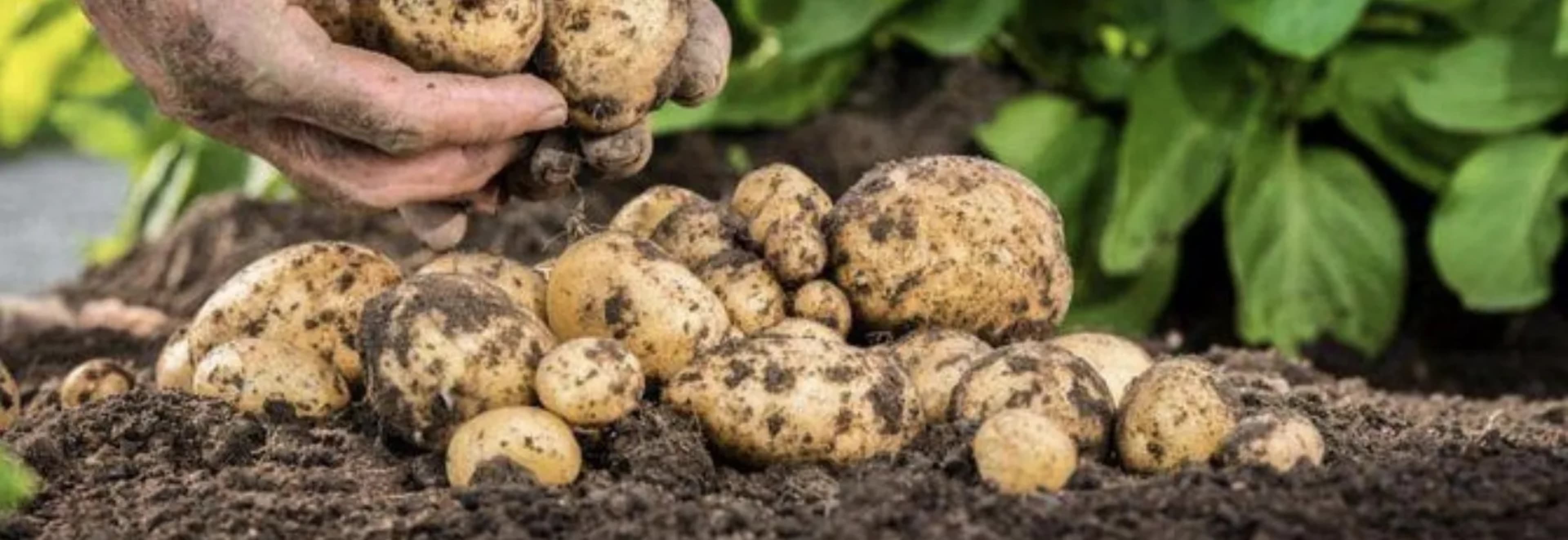 Вирощування картоплі з насіння: безрозсадний і розсадний способи