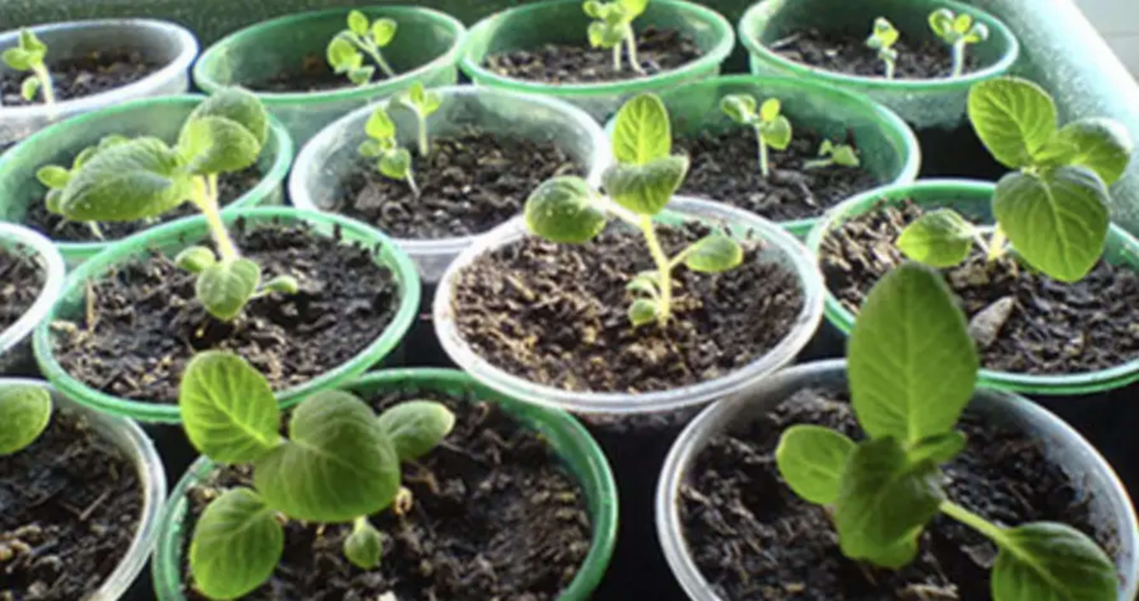 Вирощування картоплі з насіння: безрозсадний і розсадний способи