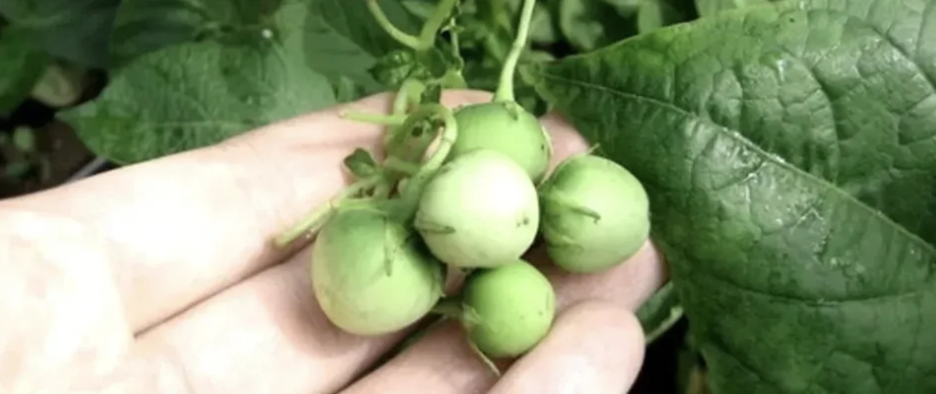 Вирощування картоплі з насіння: безрозсадний і розсадний способи