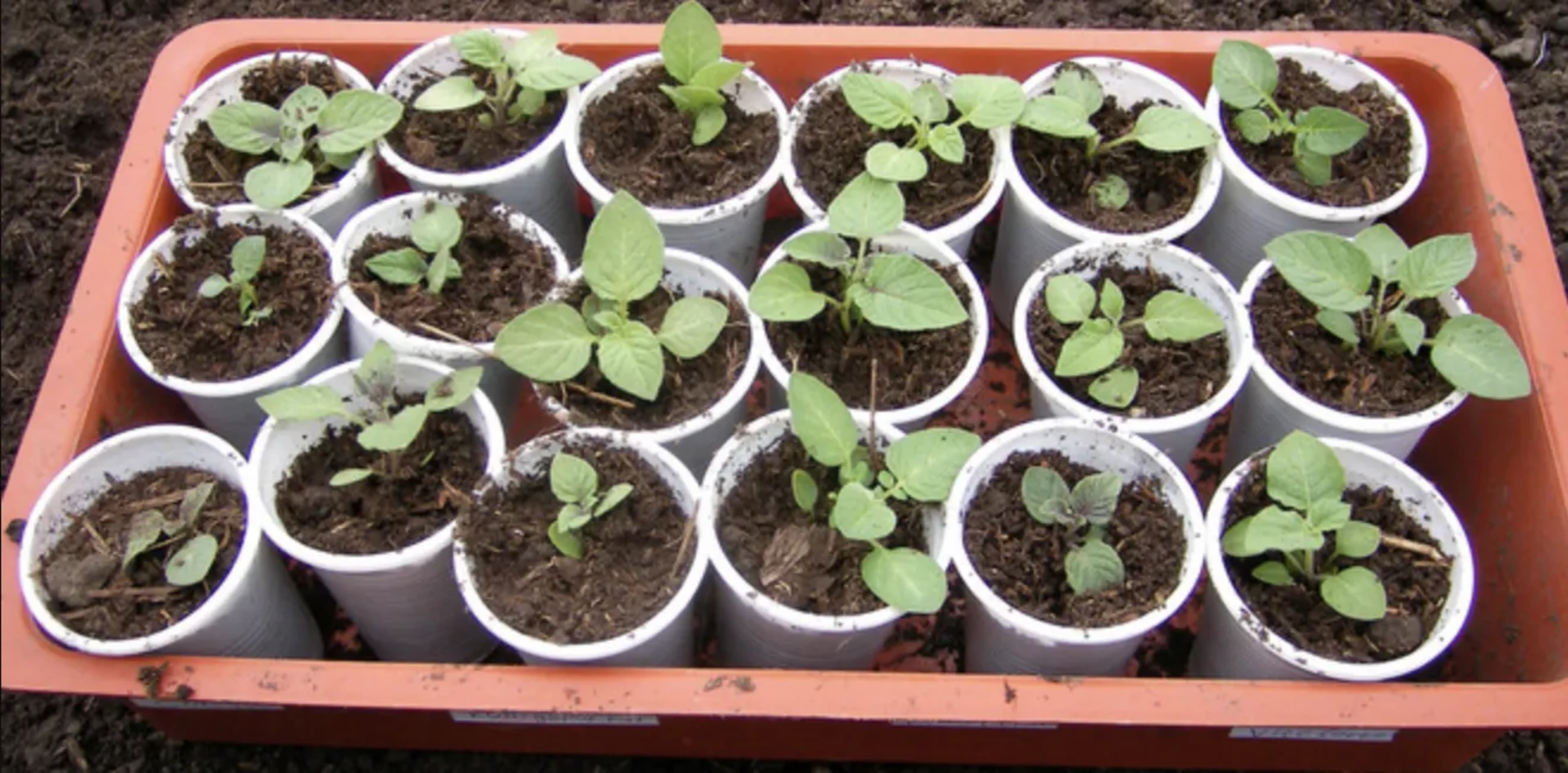 Вирощування картоплі з насіння: безрозсадний і розсадний способи 3