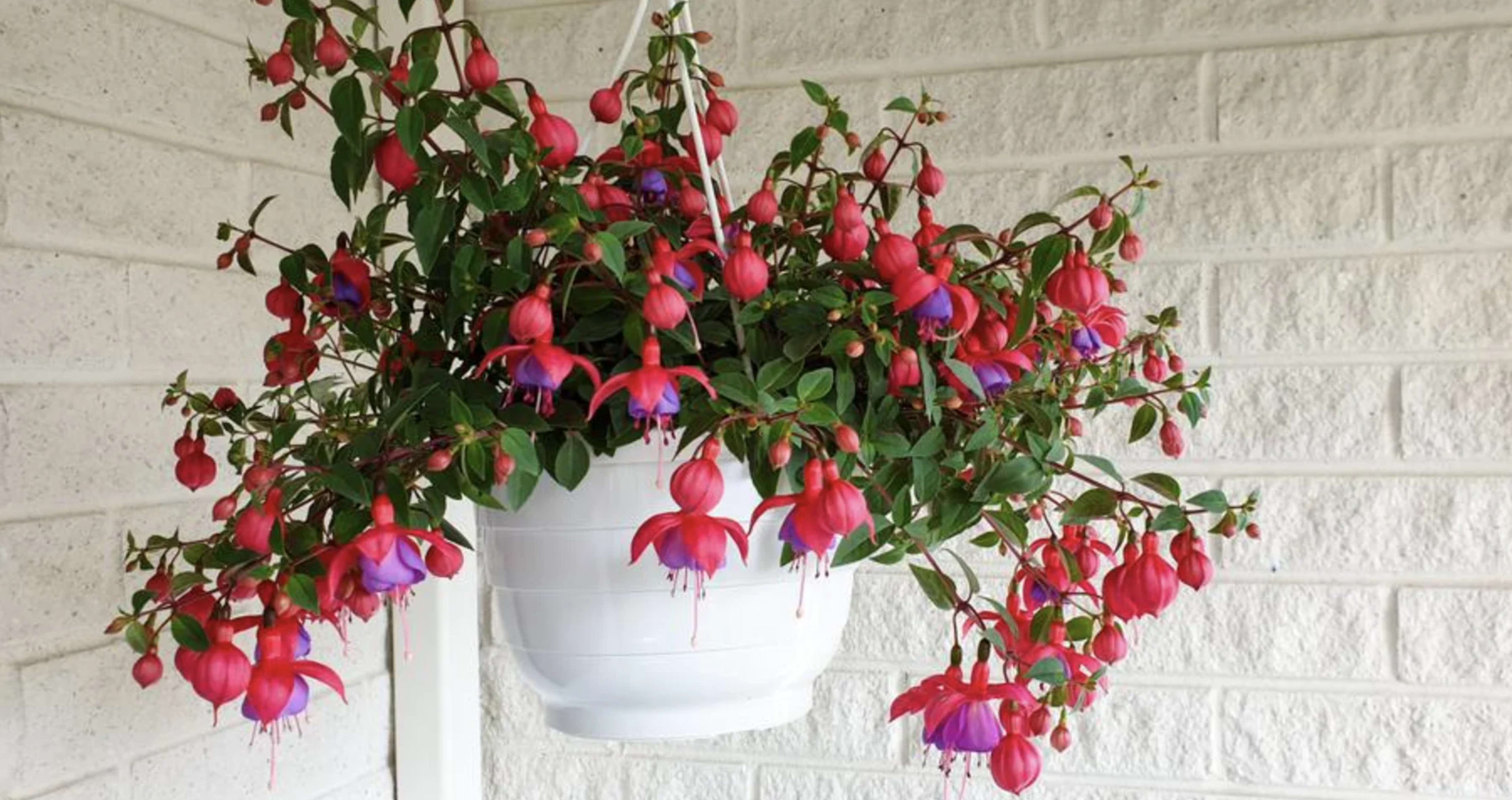 Фуксія: вирощування та догляд