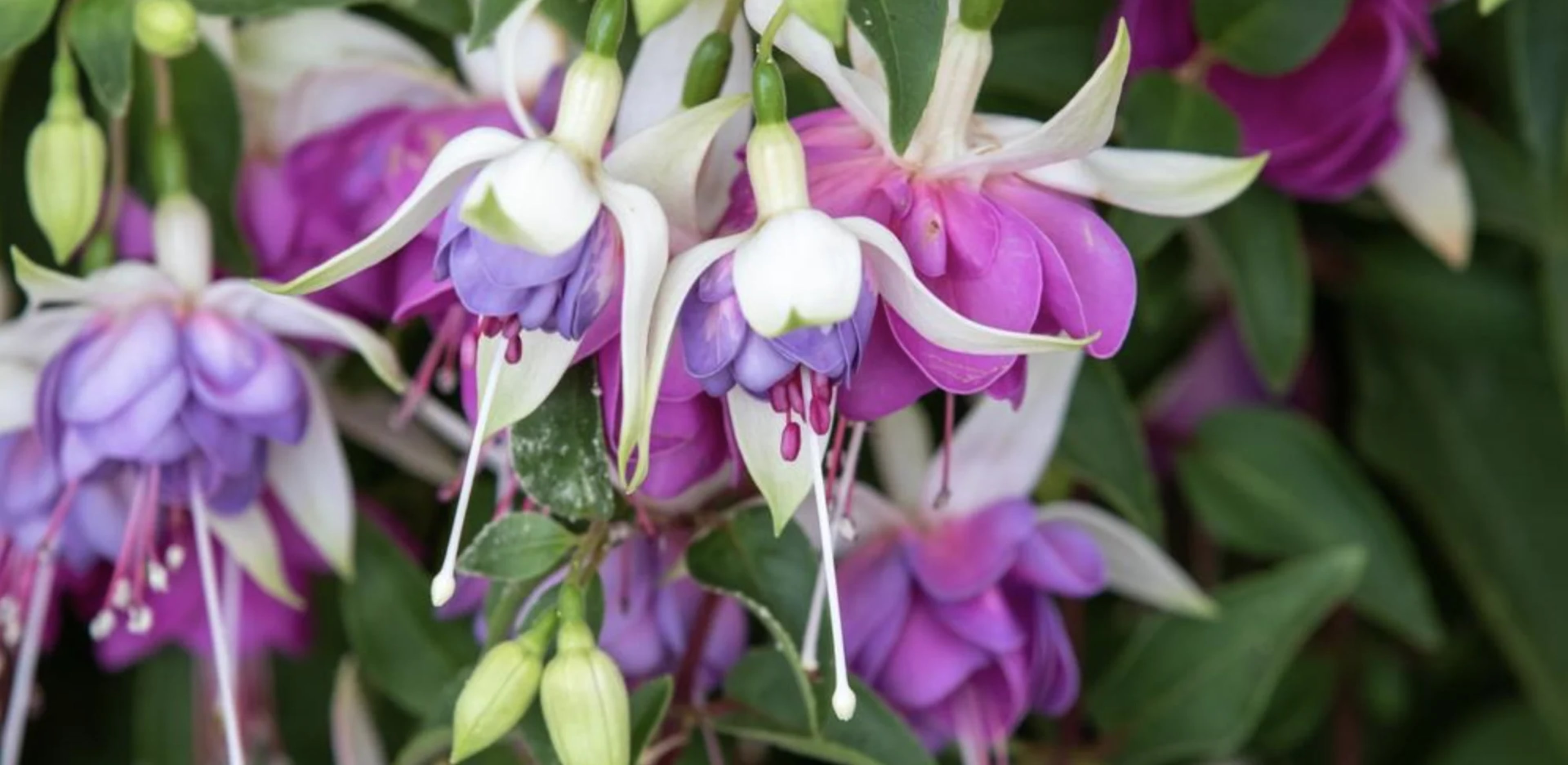 Фуксія: вирощування та догляд