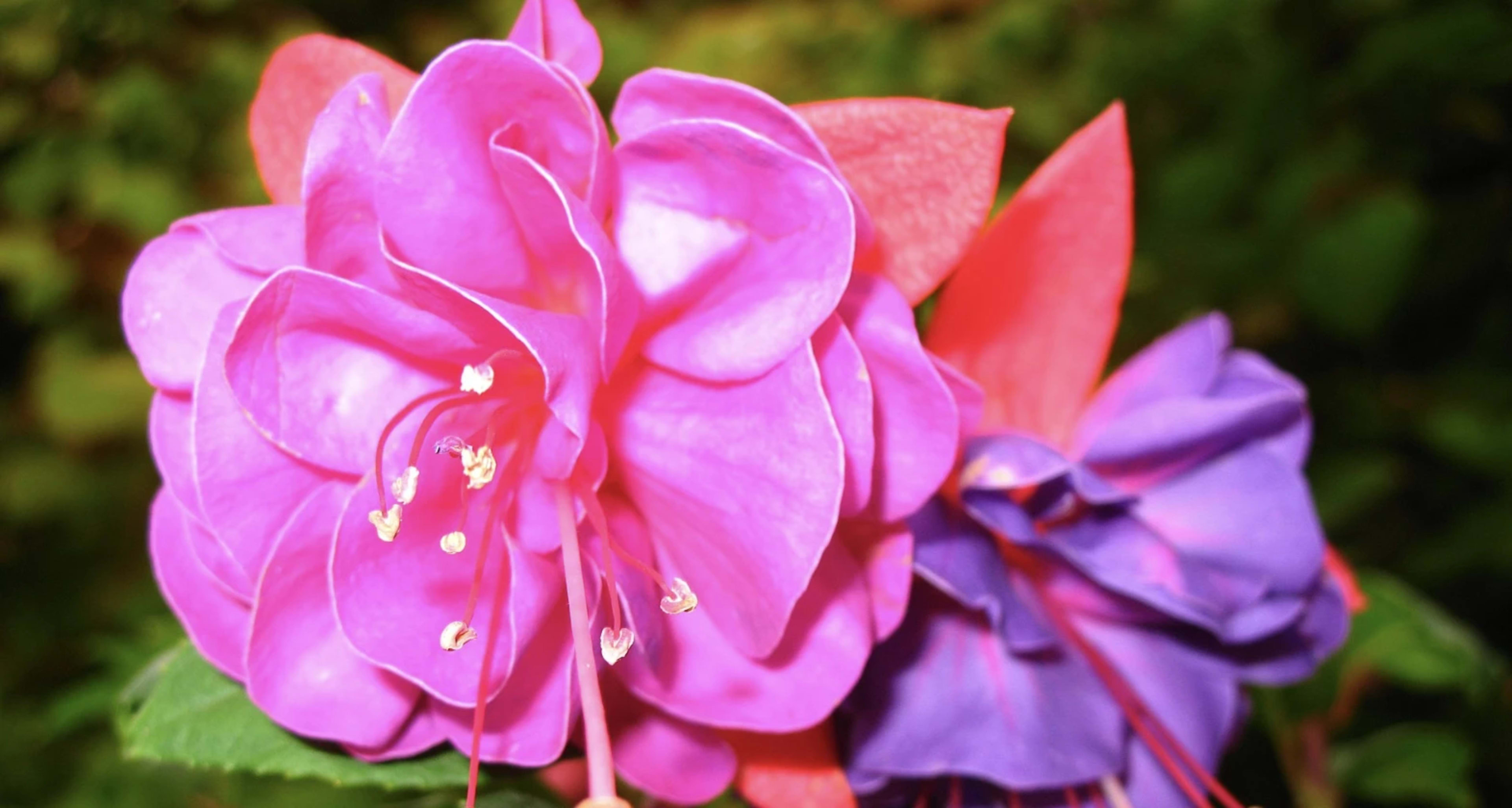 Фуксія: вирощування та догляд