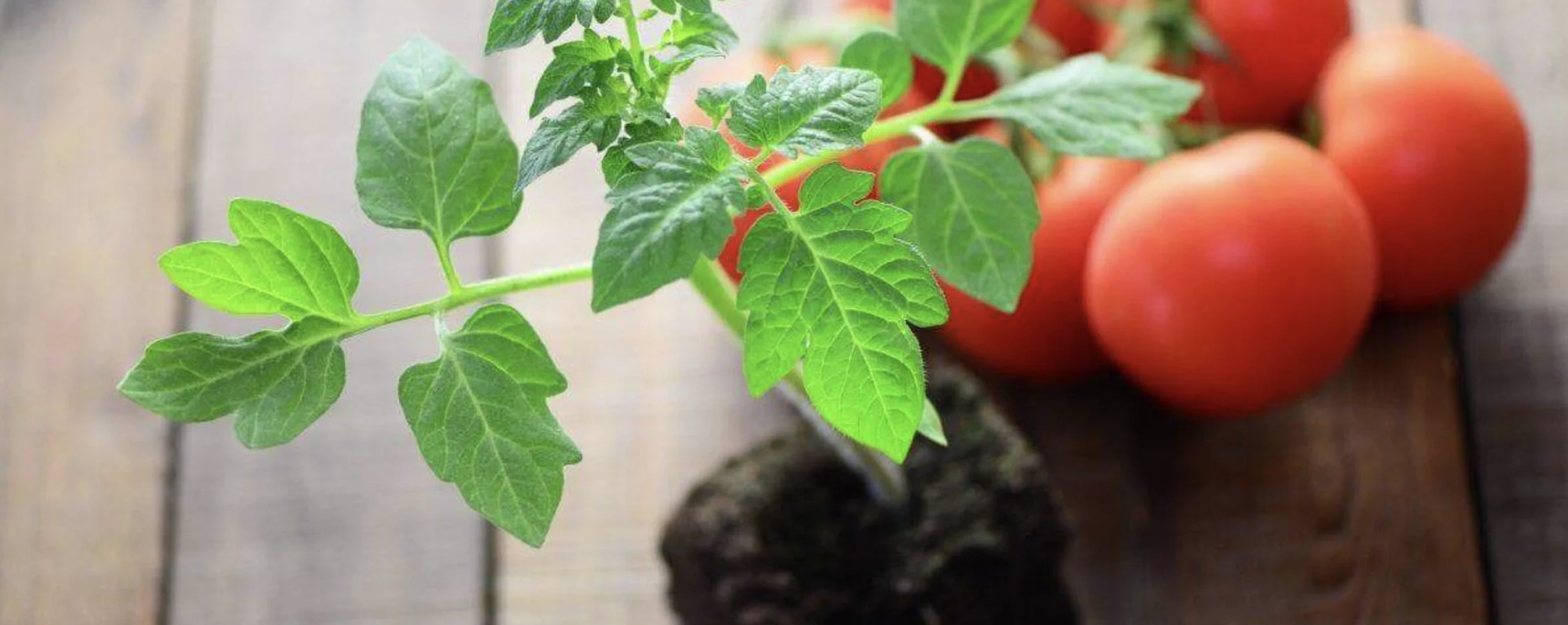 Як правильно сіяти помідори на розсаду: ящики, ґрунт, полив і профілактика хвороб