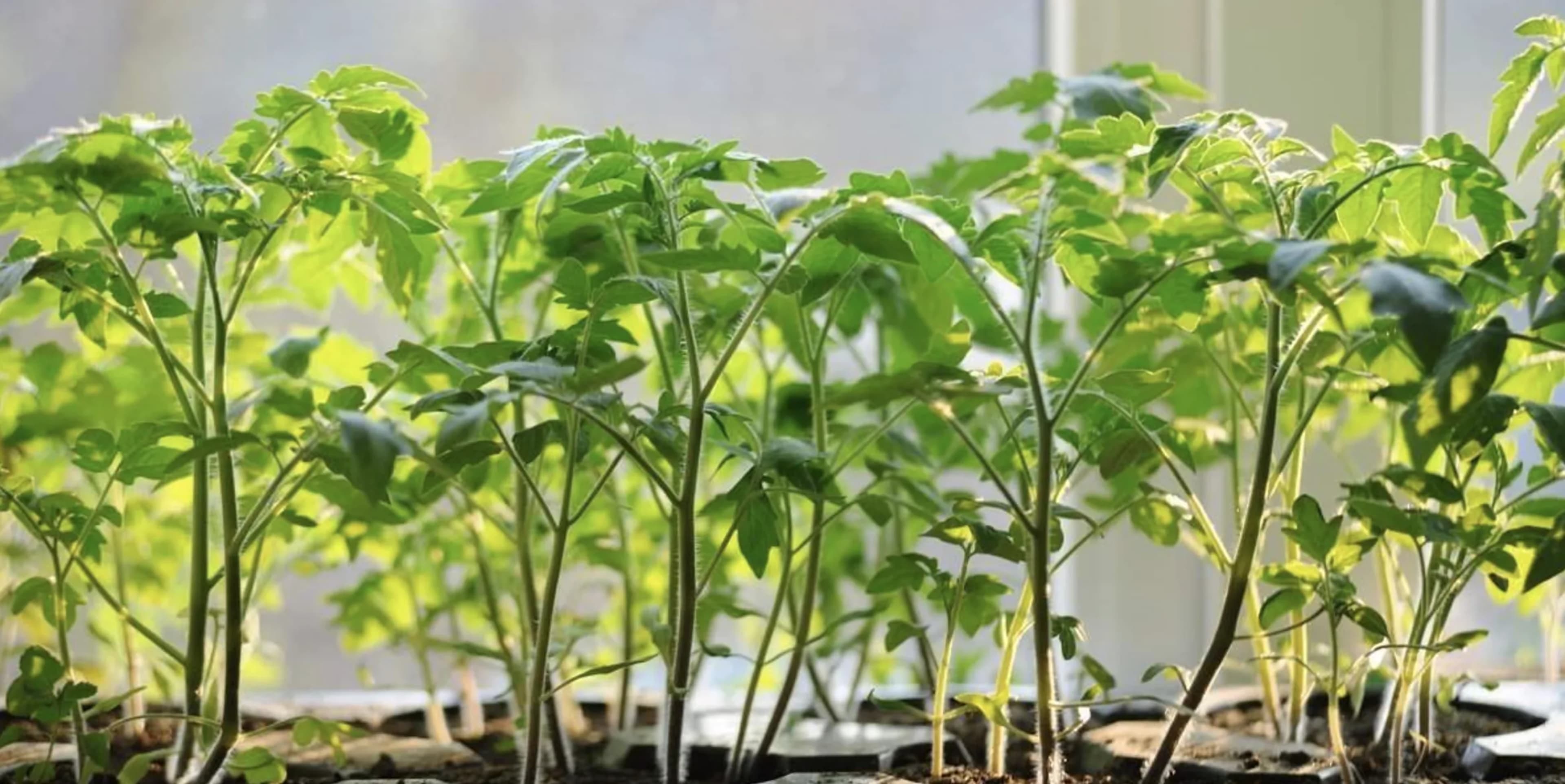 Як правильно сіяти помідори на розсаду: ящики, ґрунт, полив і профілактика хвороб