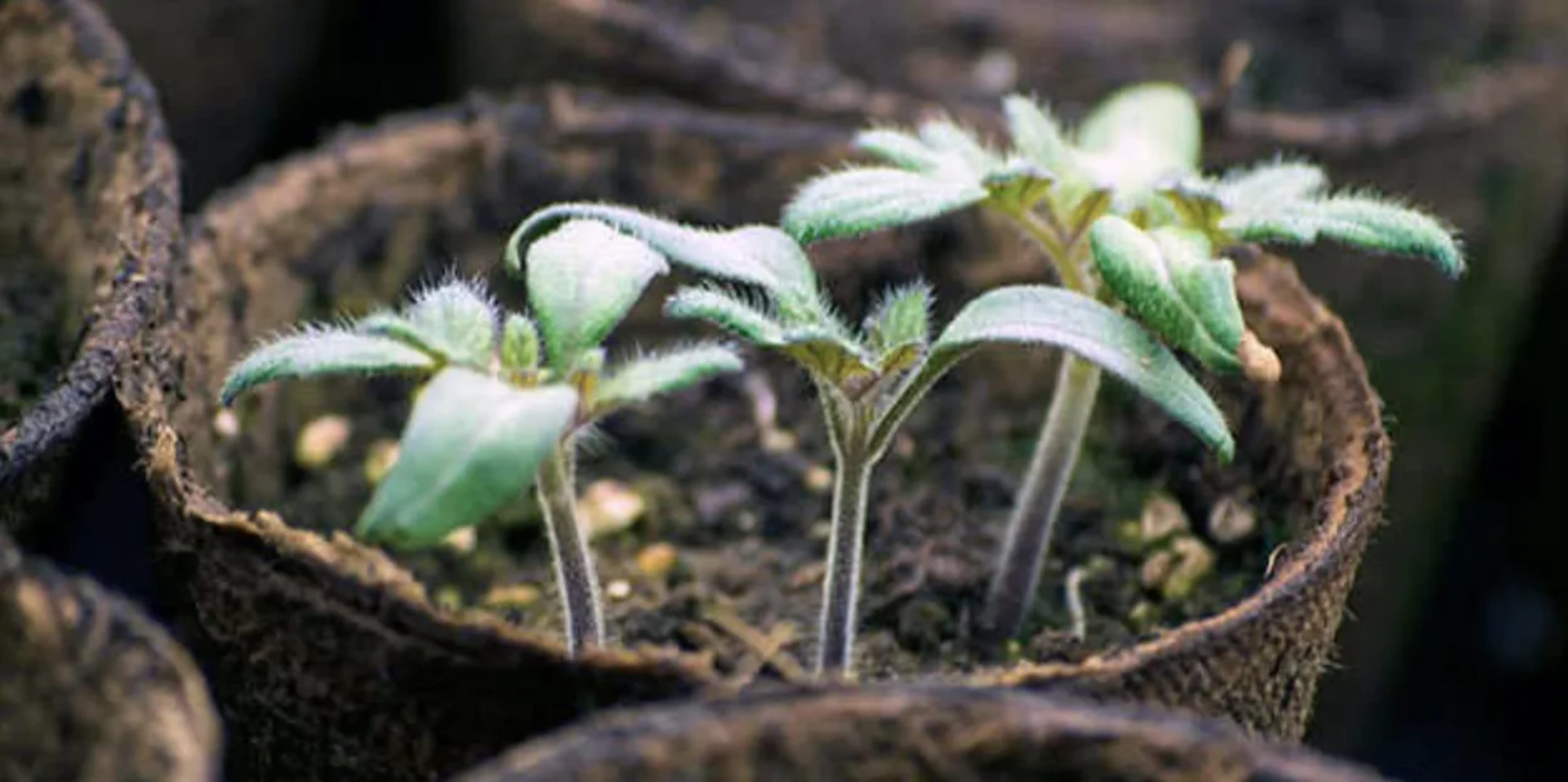 Як правильно сіяти помідори на розсаду: ящики, ґрунт, полив і профілактика хвороб