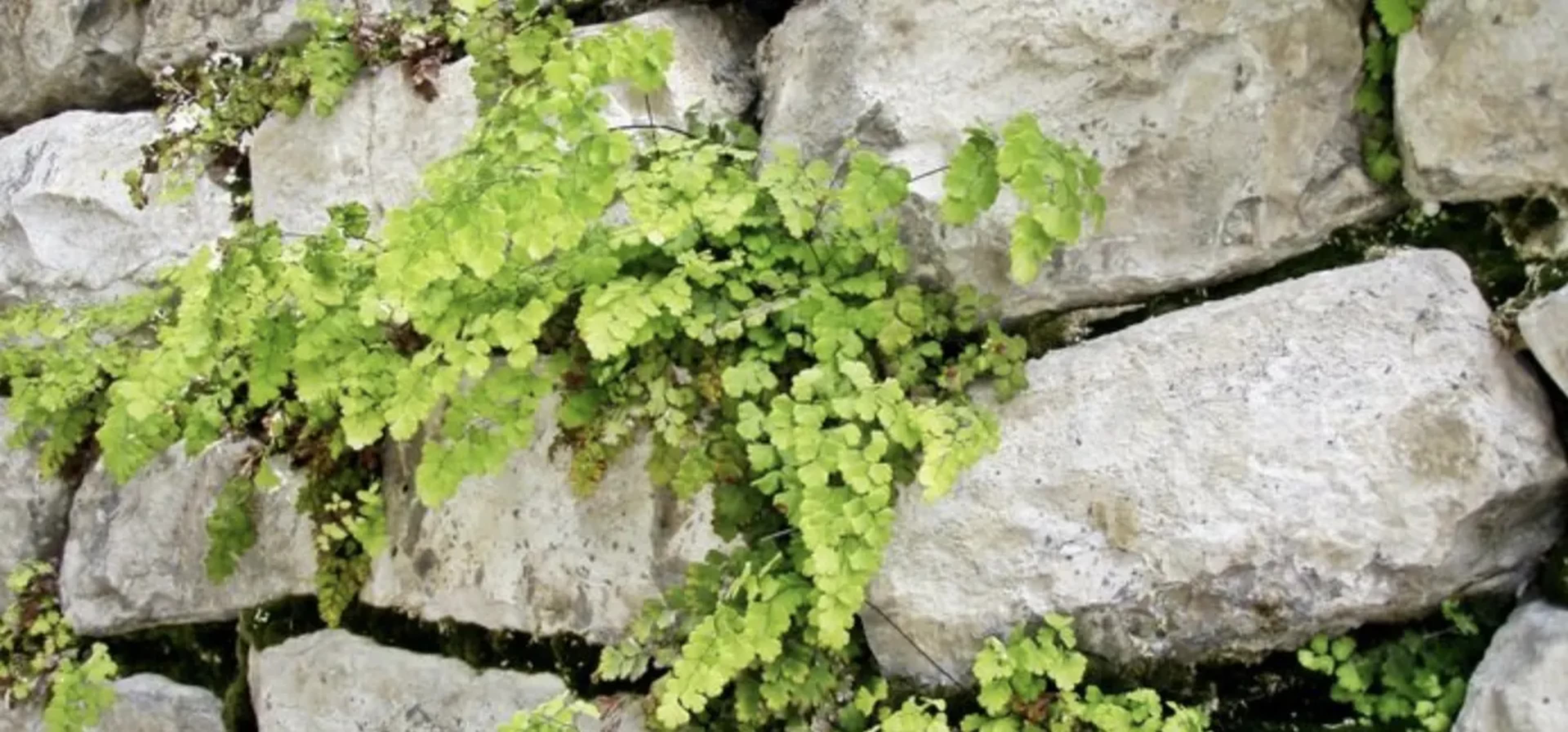 Адіантум венерине волосся: догляд, вирощування і розмноження в домашніх умовах