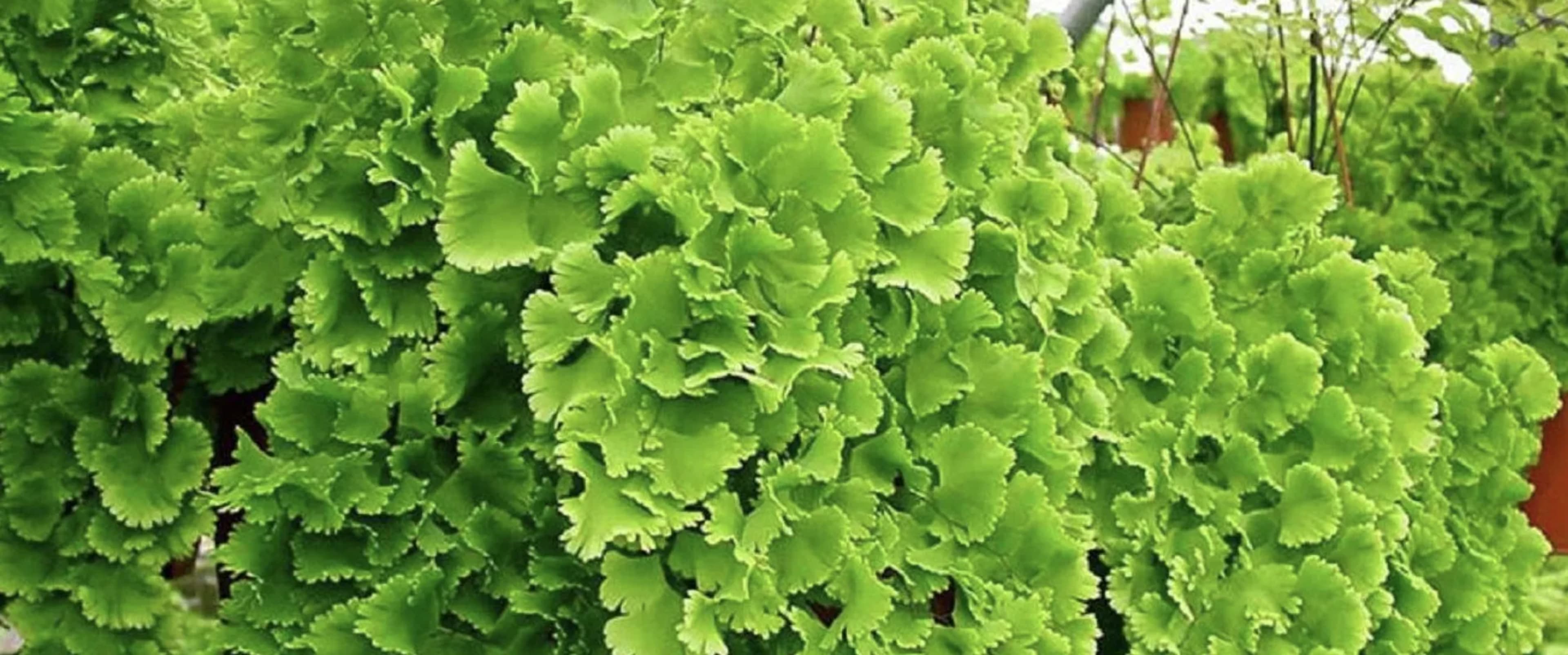 Адіантум венерине волосся: догляд, вирощування і розмноження в домашніх умовах