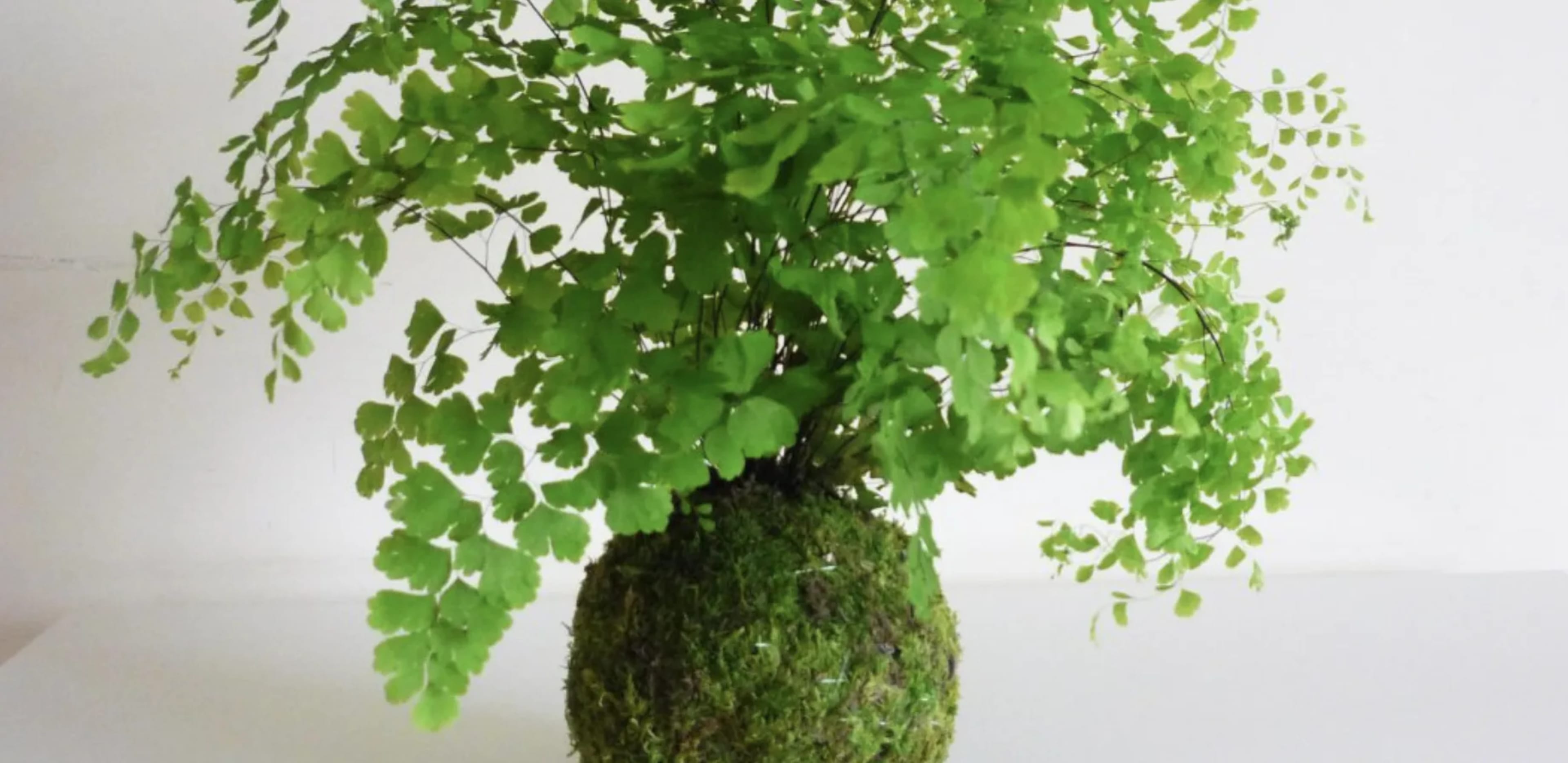 Адіантум венерине волосся: догляд, вирощування і розмноження в домашніх умовах