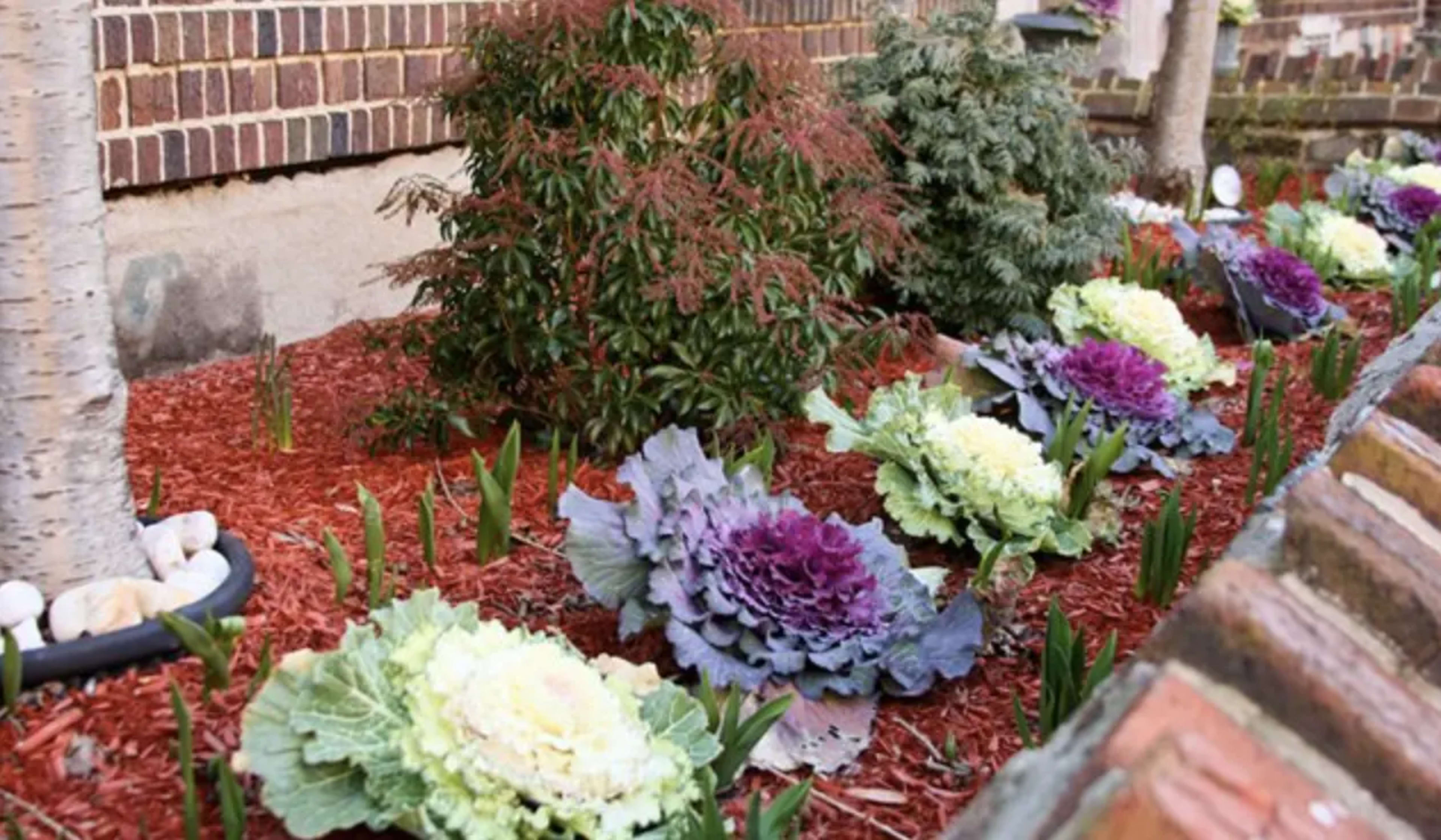 Декоративна капуста: сорти, вирощування та використання в саду