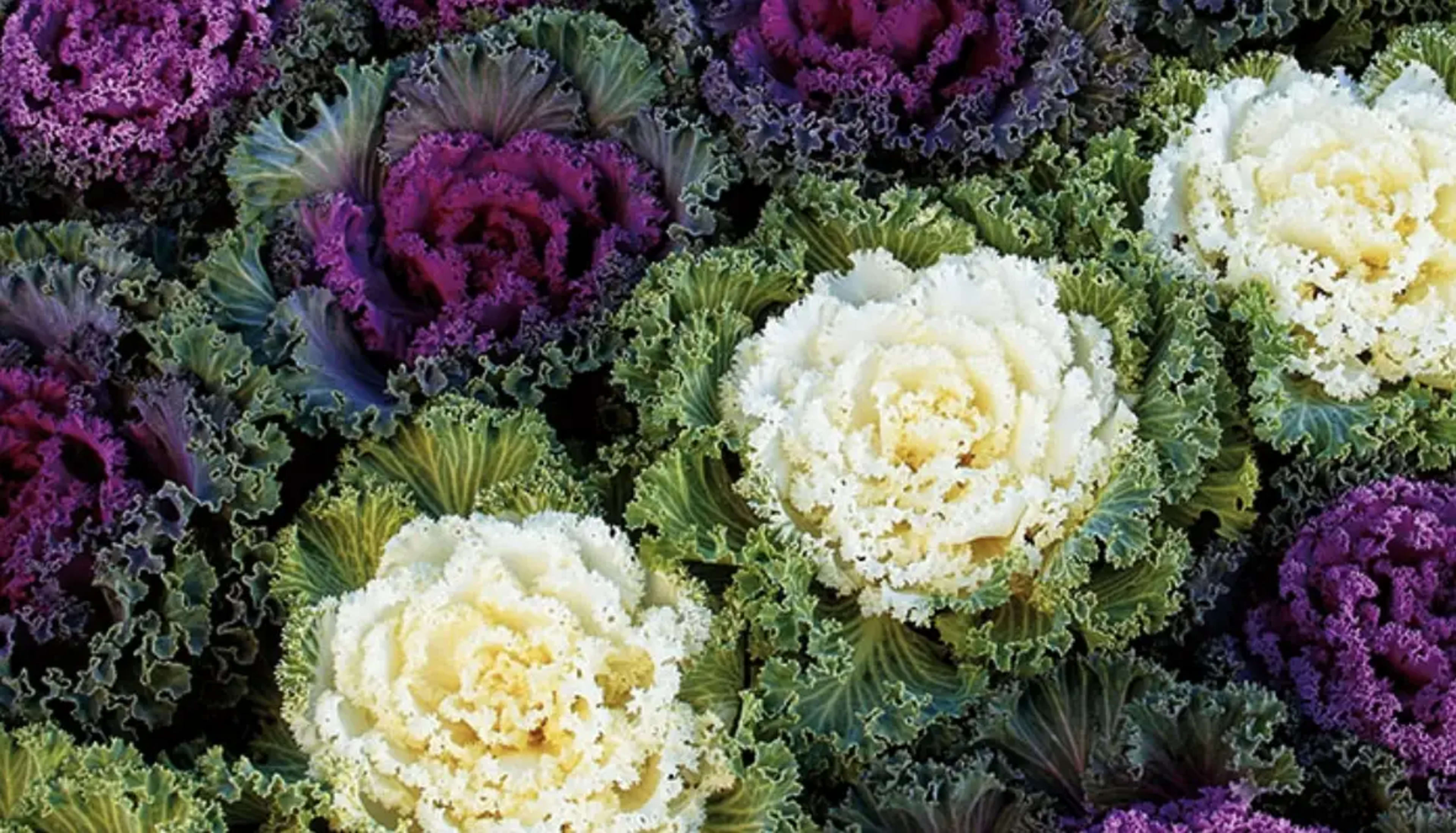 Декоративна капуста: сорти, вирощування та використання в саду