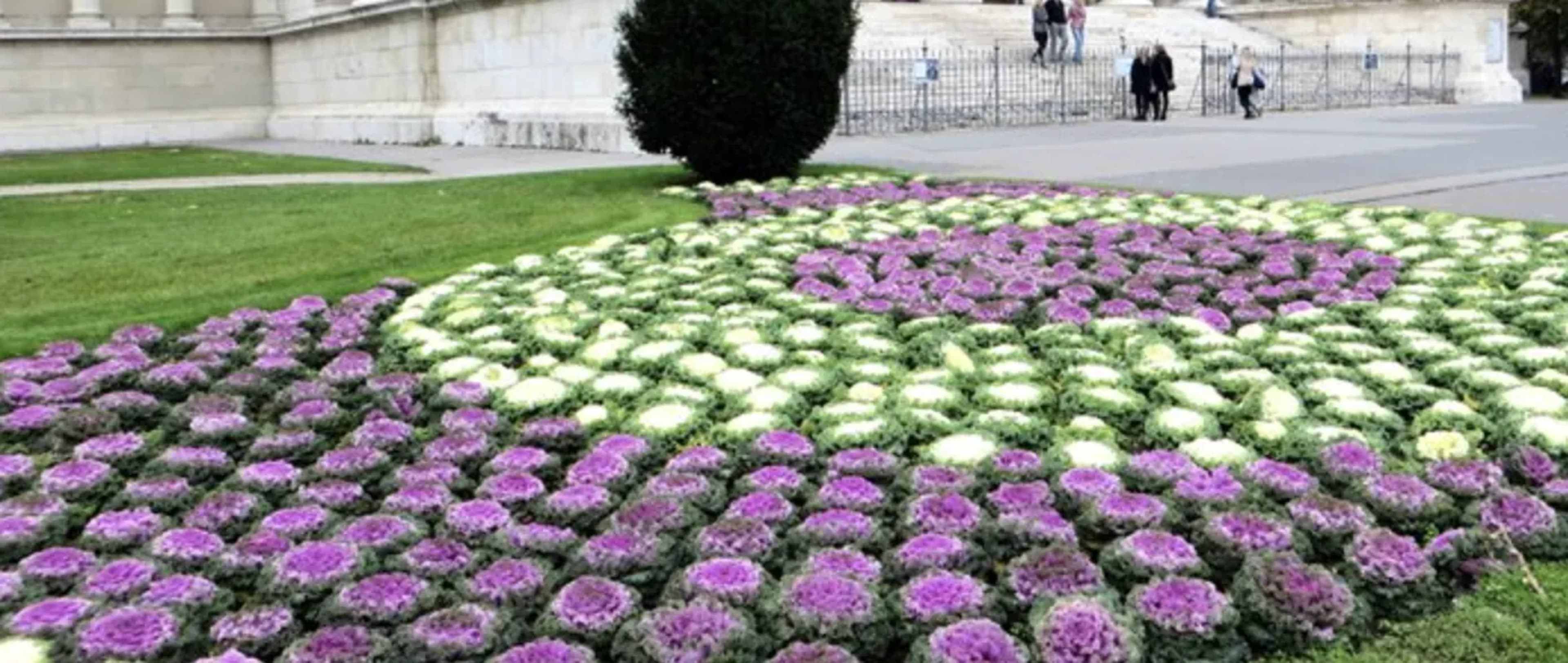 Декоративна капуста: сорти, вирощування та використання в саду