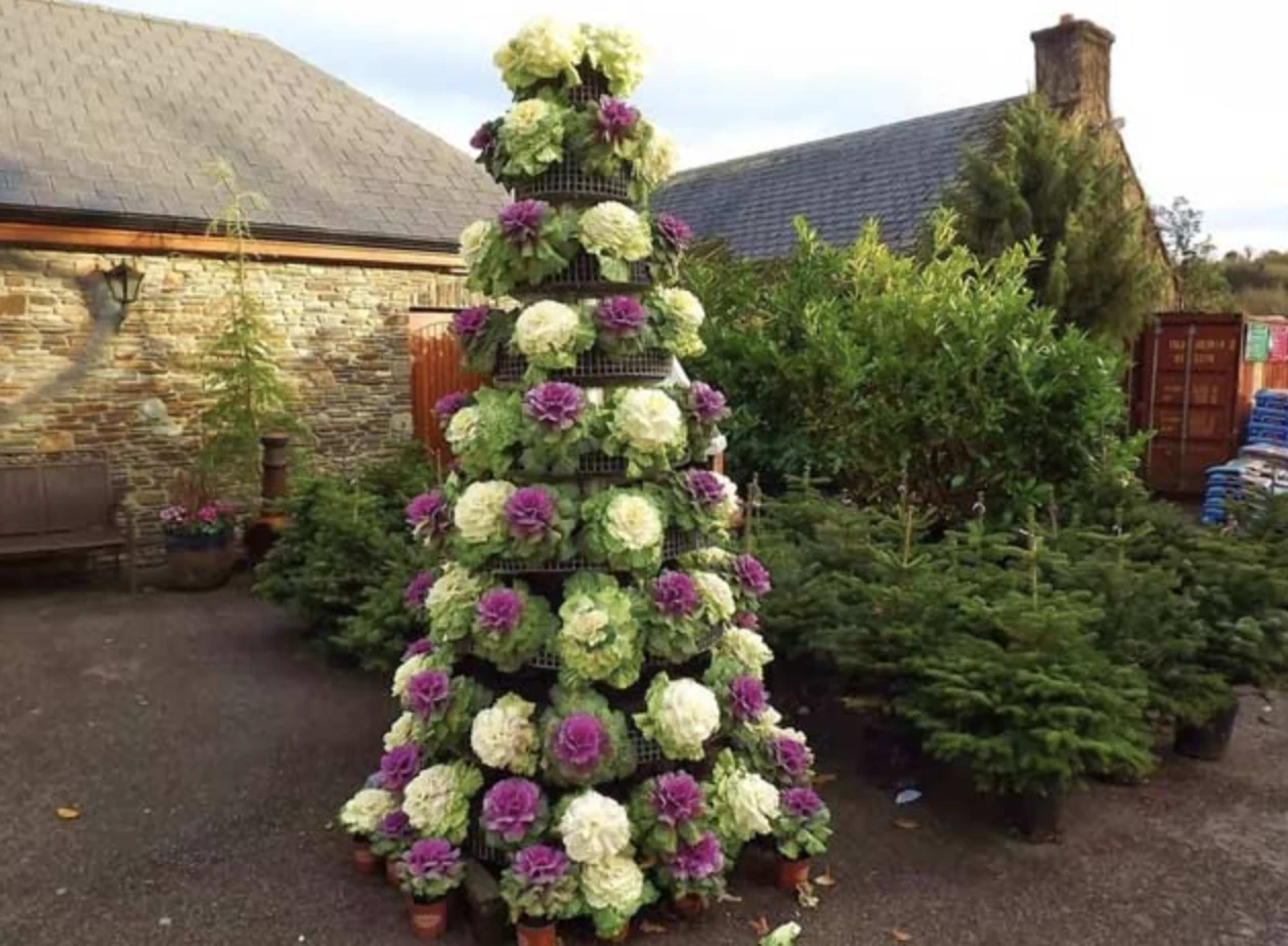 Декоративна капуста: сорти, вирощування та використання в саду 3