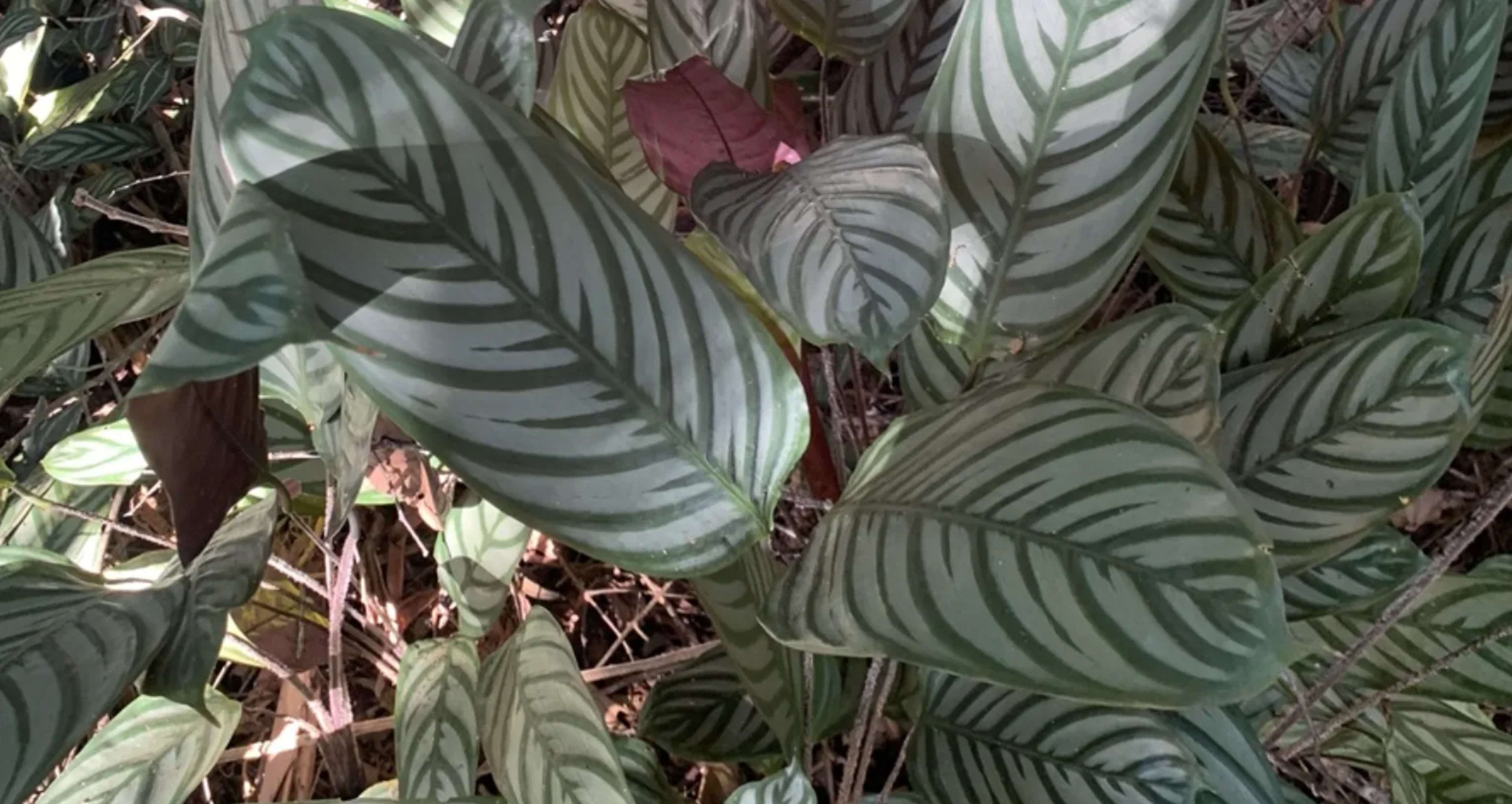 Ктенанта: догляд, вирощування, розмноження та види