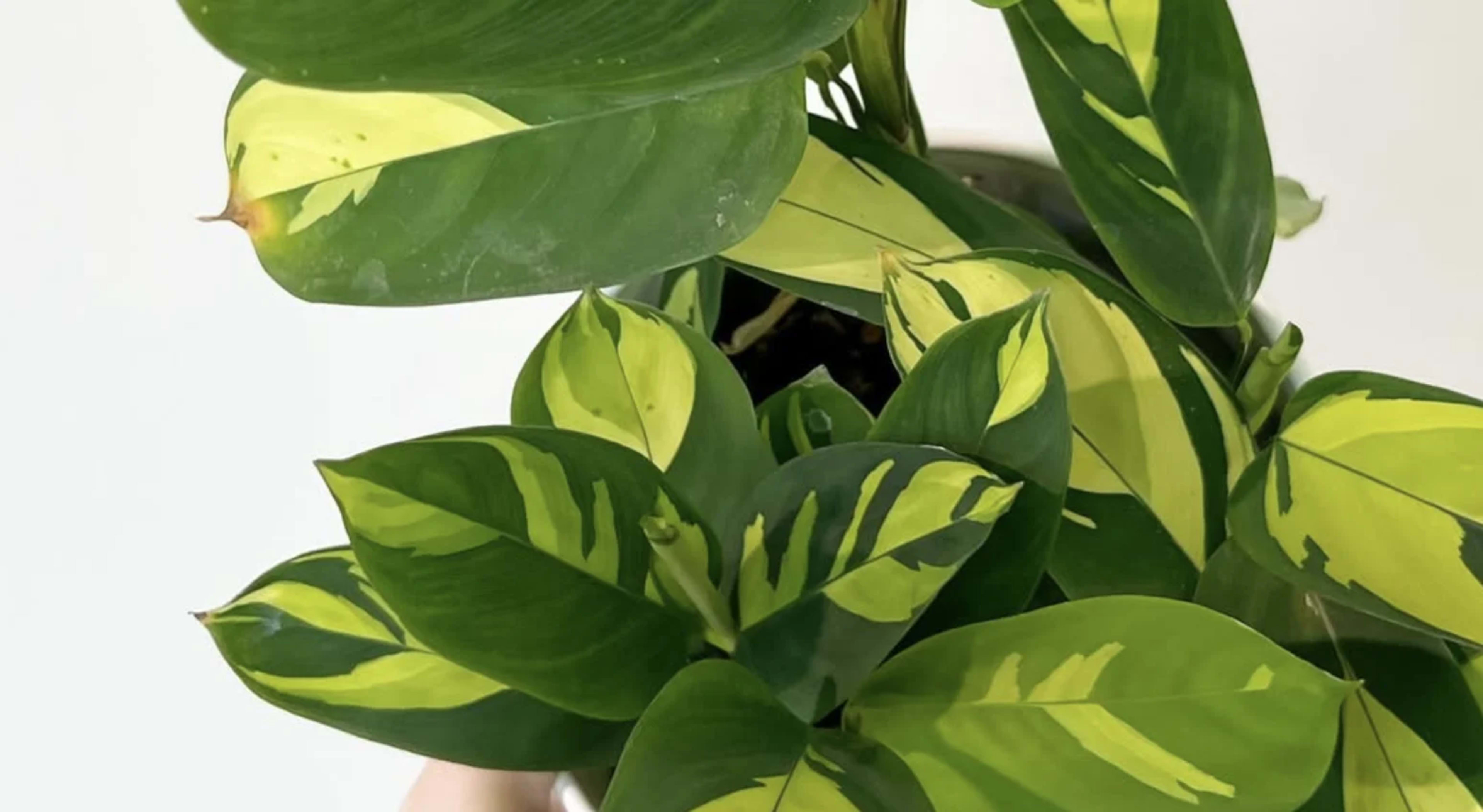 Ктенанта: догляд, вирощування, розмноження та види