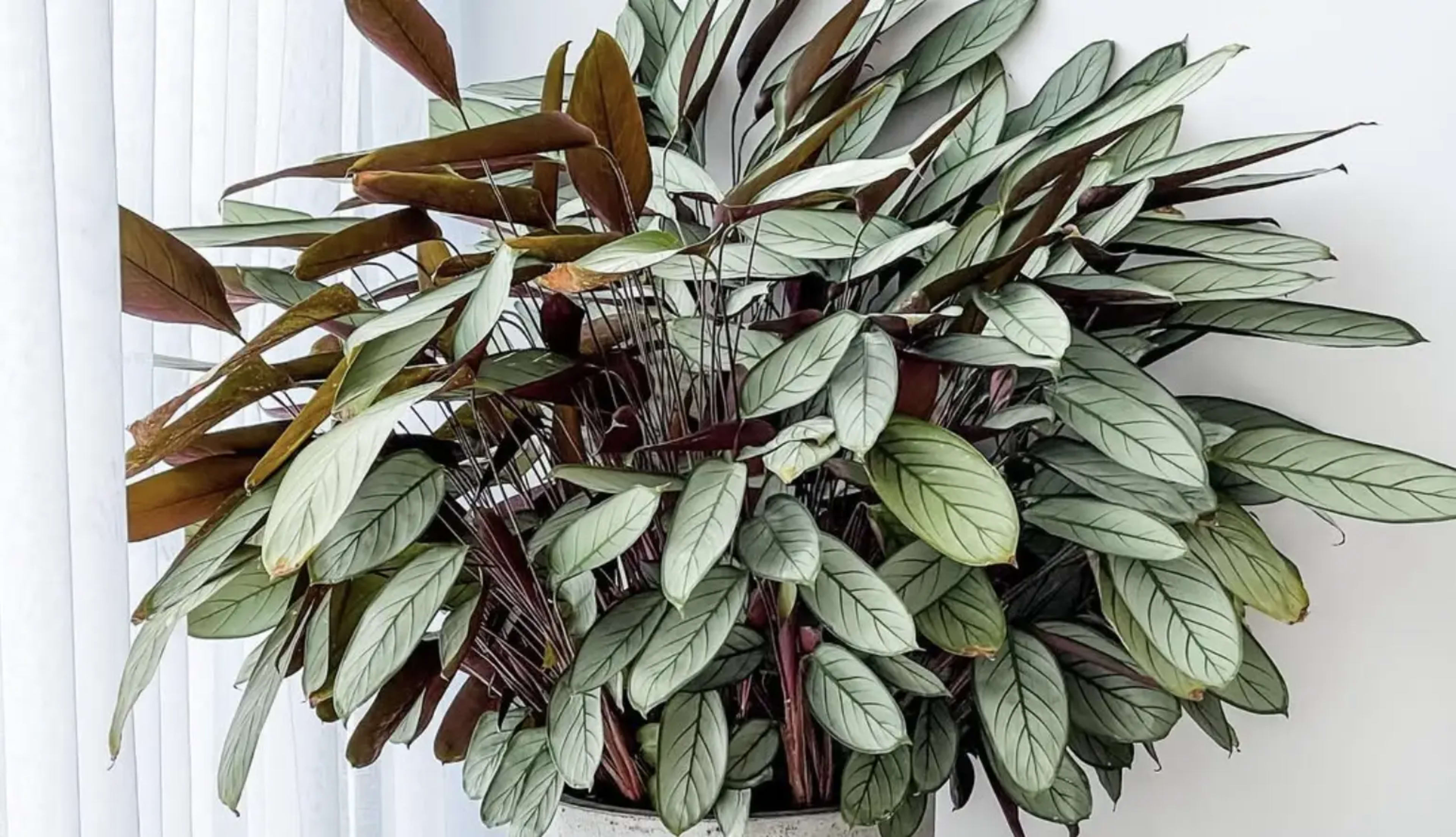 Ктенанта: догляд, вирощування, розмноження та види