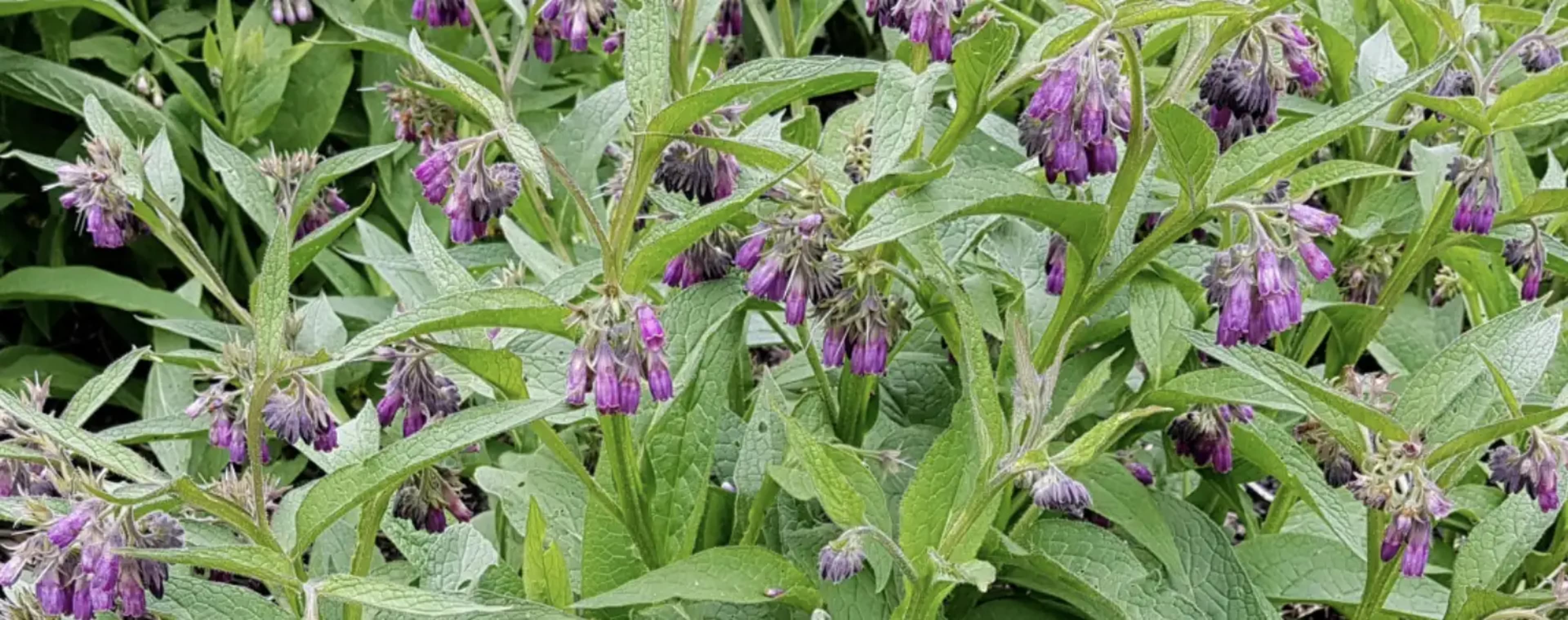 Живокіст (окопник): лікарські властивості, застосування та вирощування