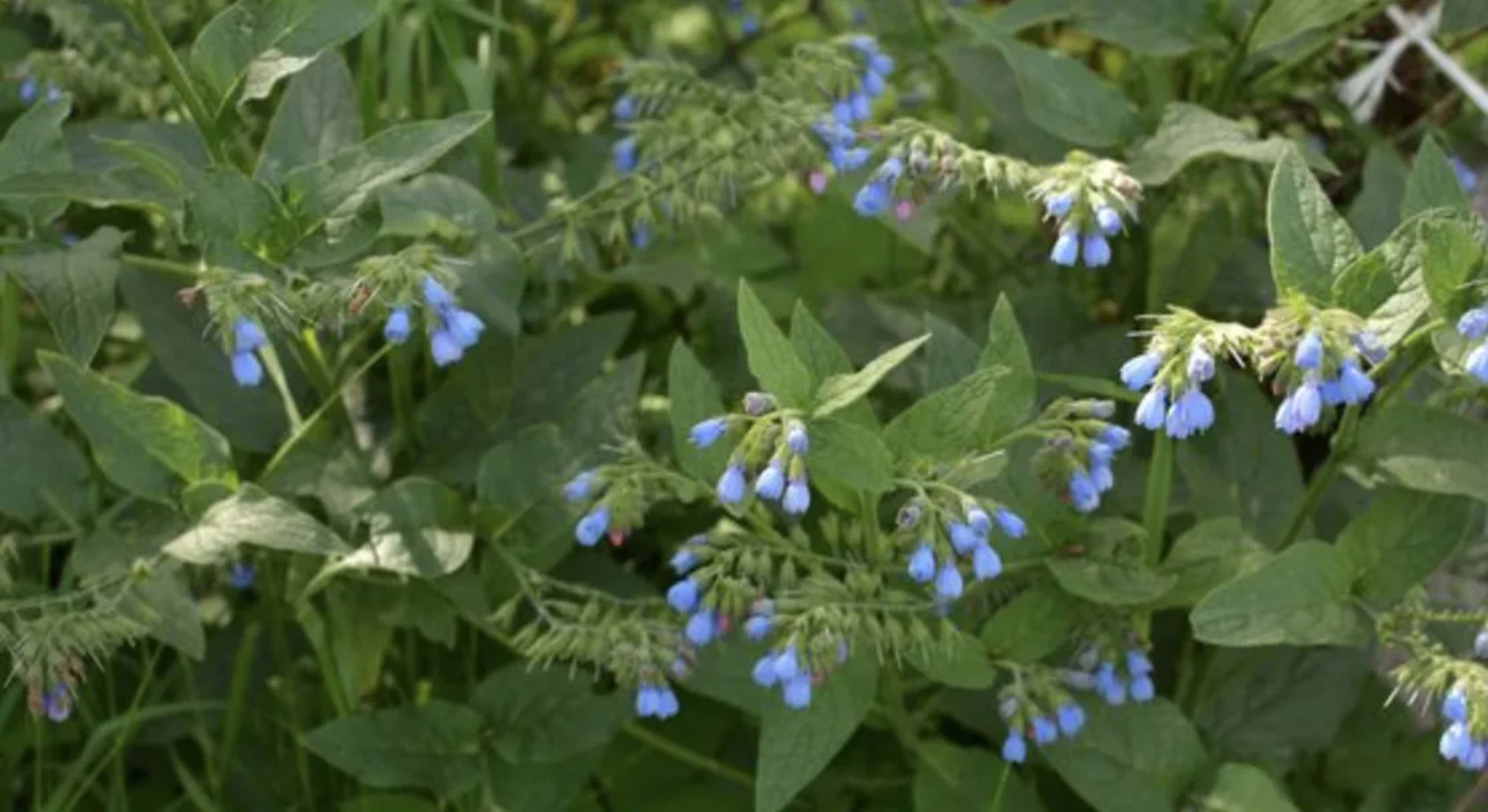 Живокіст (окопник): лікарські властивості, застосування та вирощування