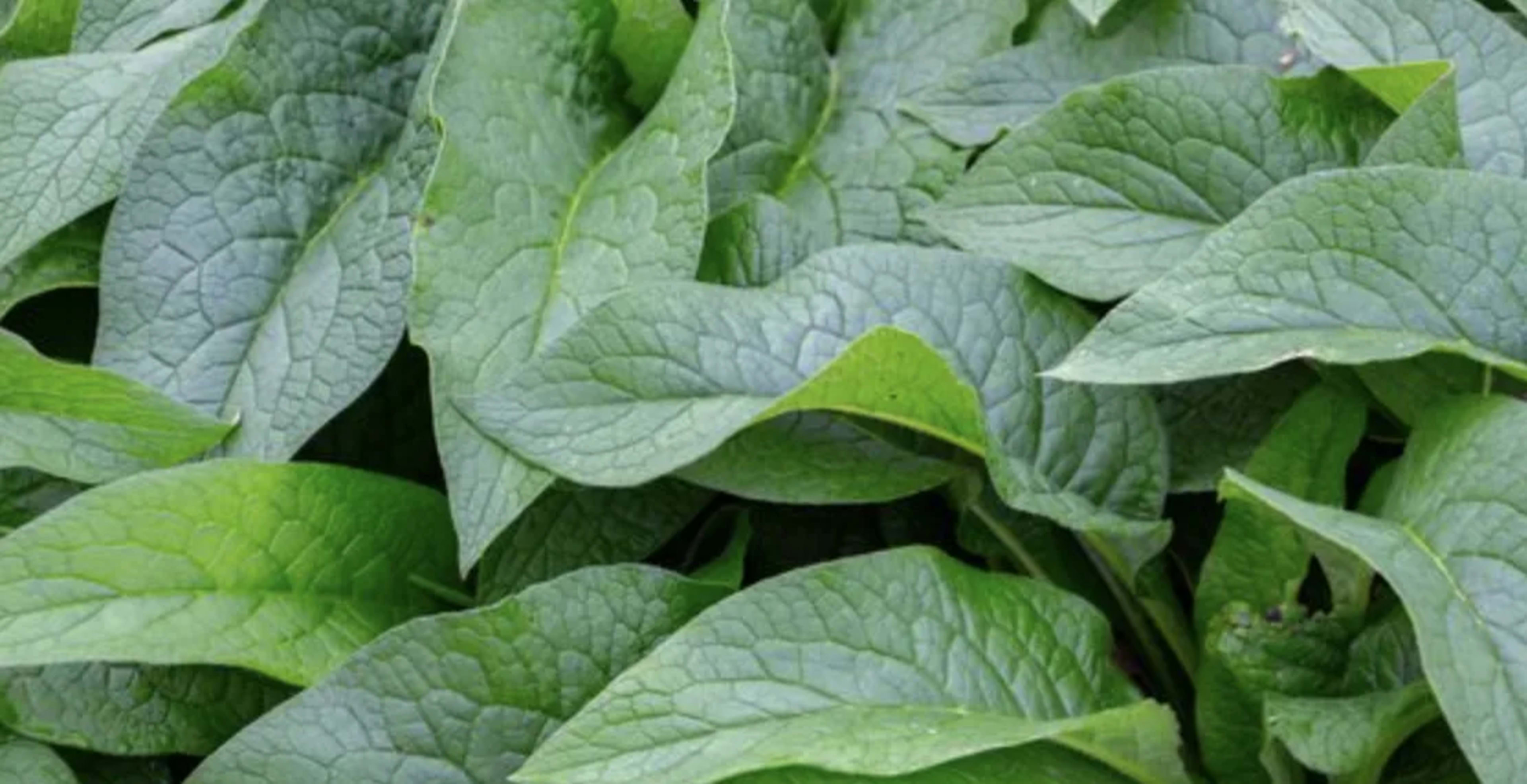 Живокіст (окопник): лікарські властивості, застосування та вирощування