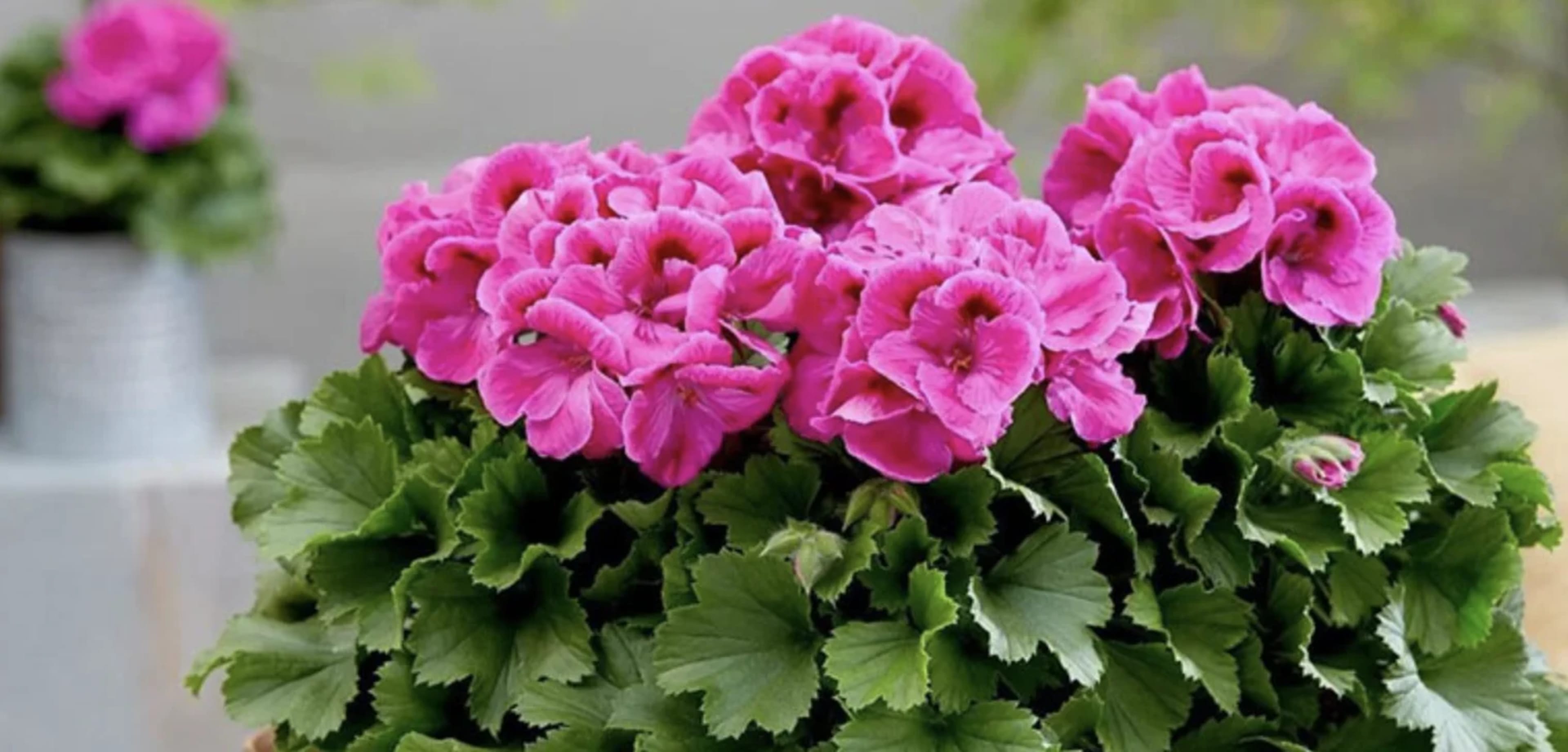 Пеларгонія (герань): догляд, вирощування та розмноження