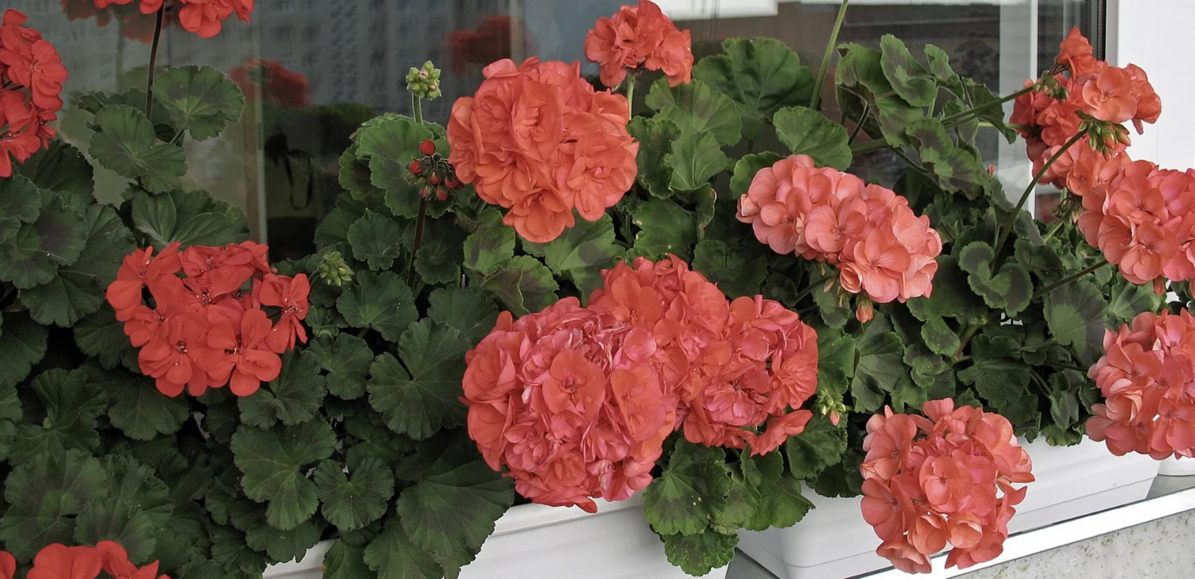 Пеларгонія (герань): догляд, вирощування та розмноження