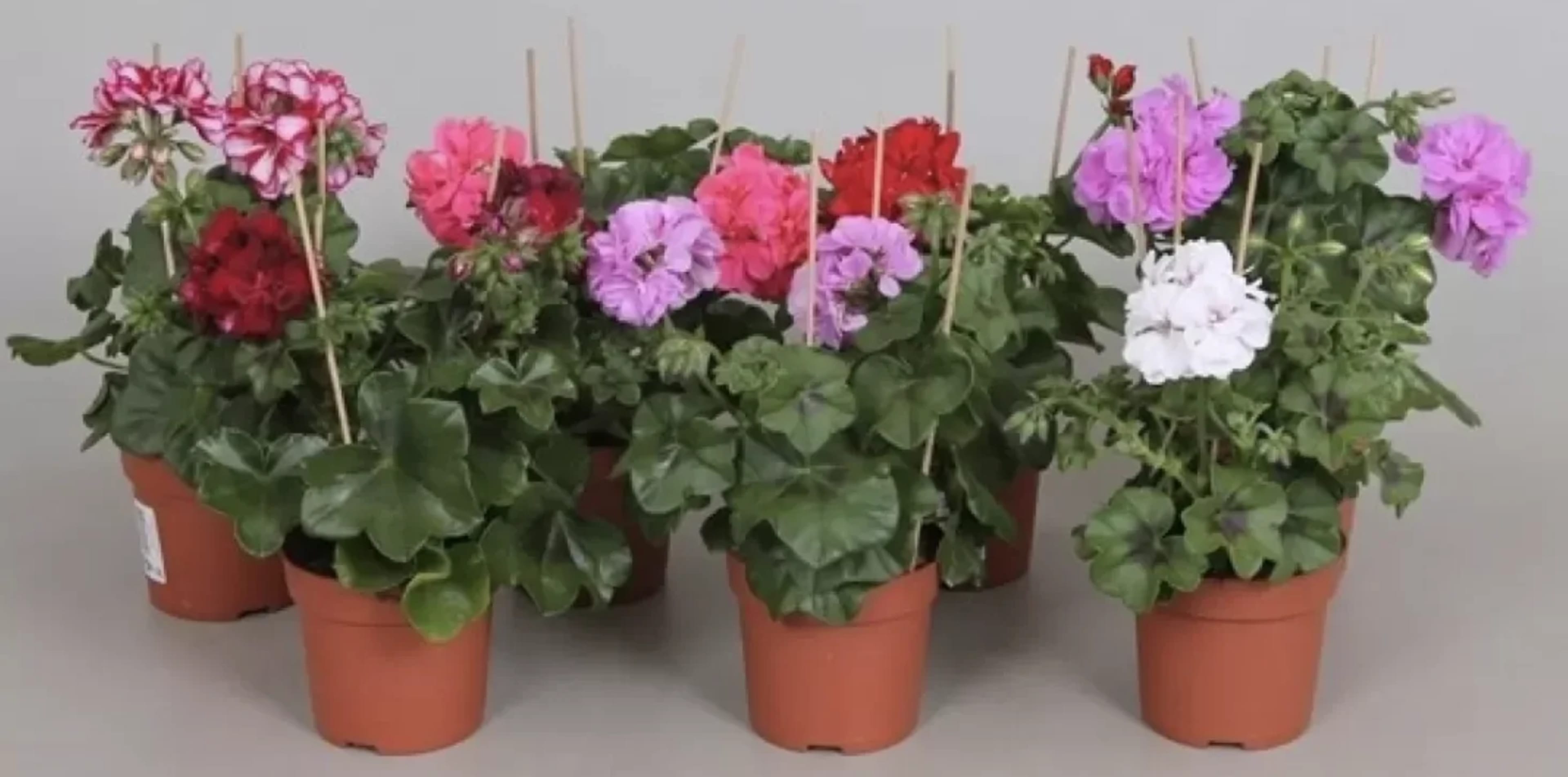 Пеларгонія (герань): догляд, вирощування та розмноження