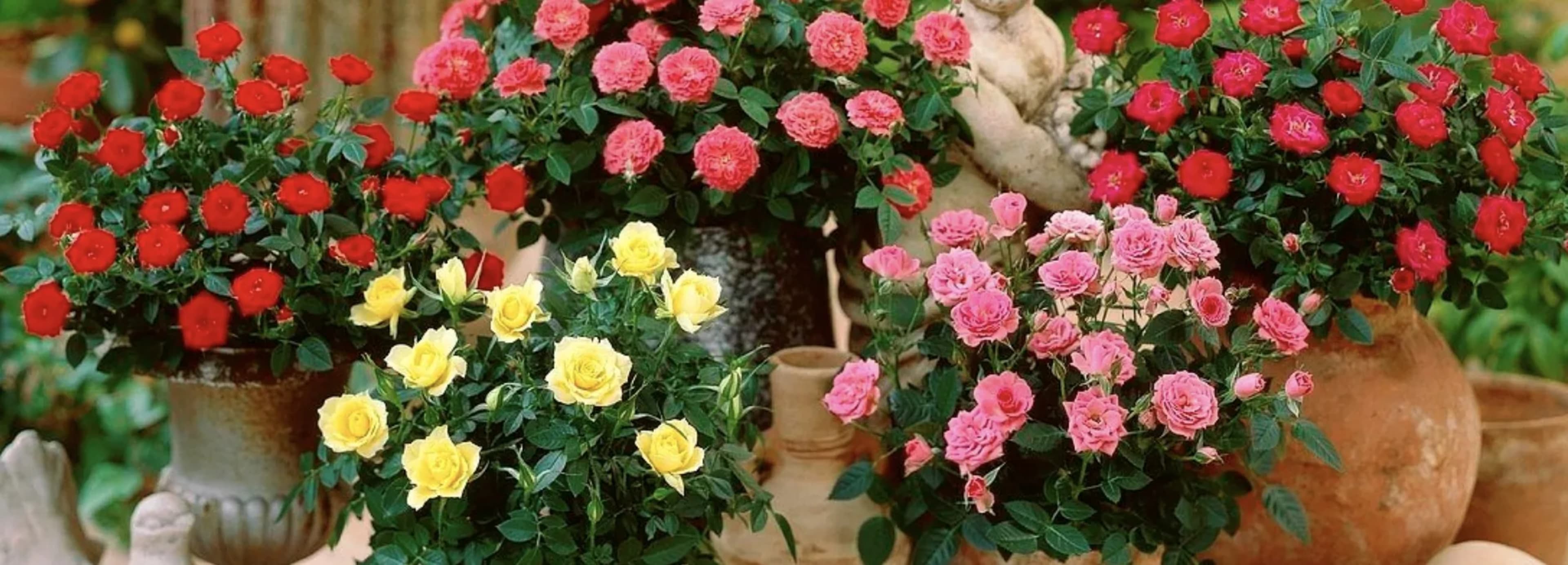 Мініатюрні троянди: посадка, догляд, зимівля та кращі сорти