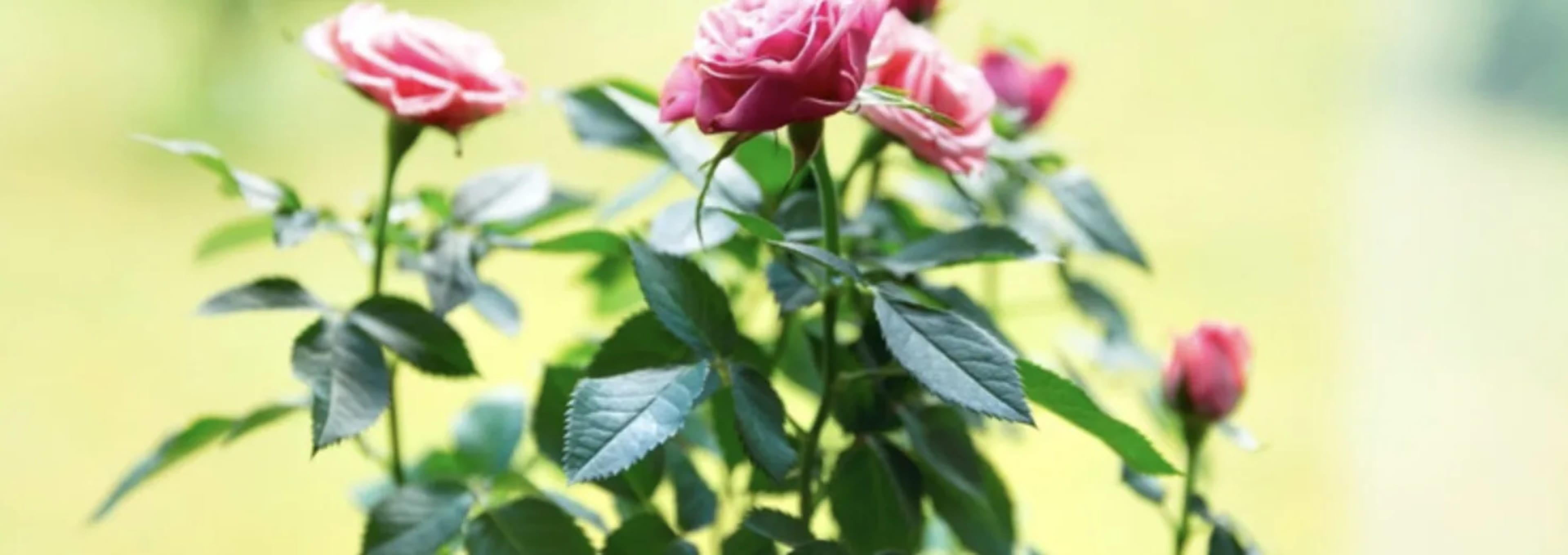 Мініатюрні троянди: посадка, догляд, зимівля та кращі сорти