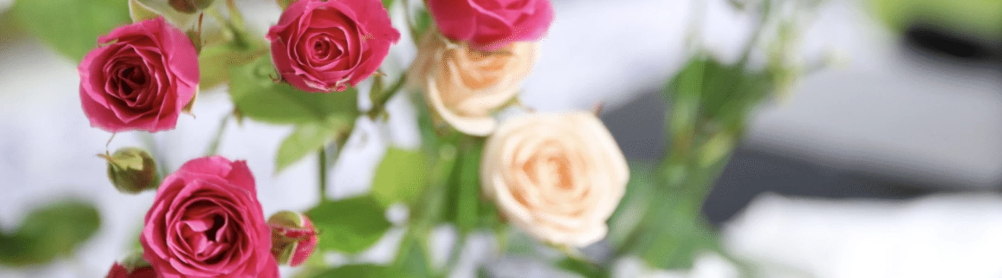 Мініатюрні троянди: посадка, догляд, зимівля та кращі сорти