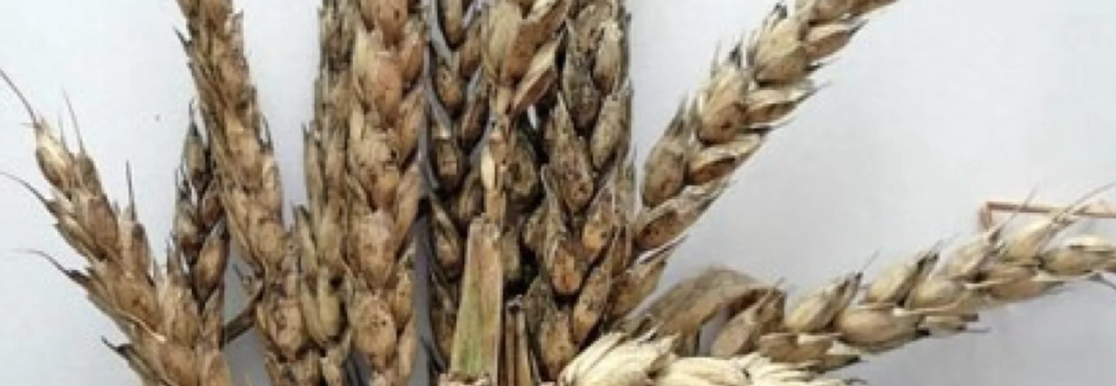 Бактеріоз рослин: види, симптоми та заходи боротьби