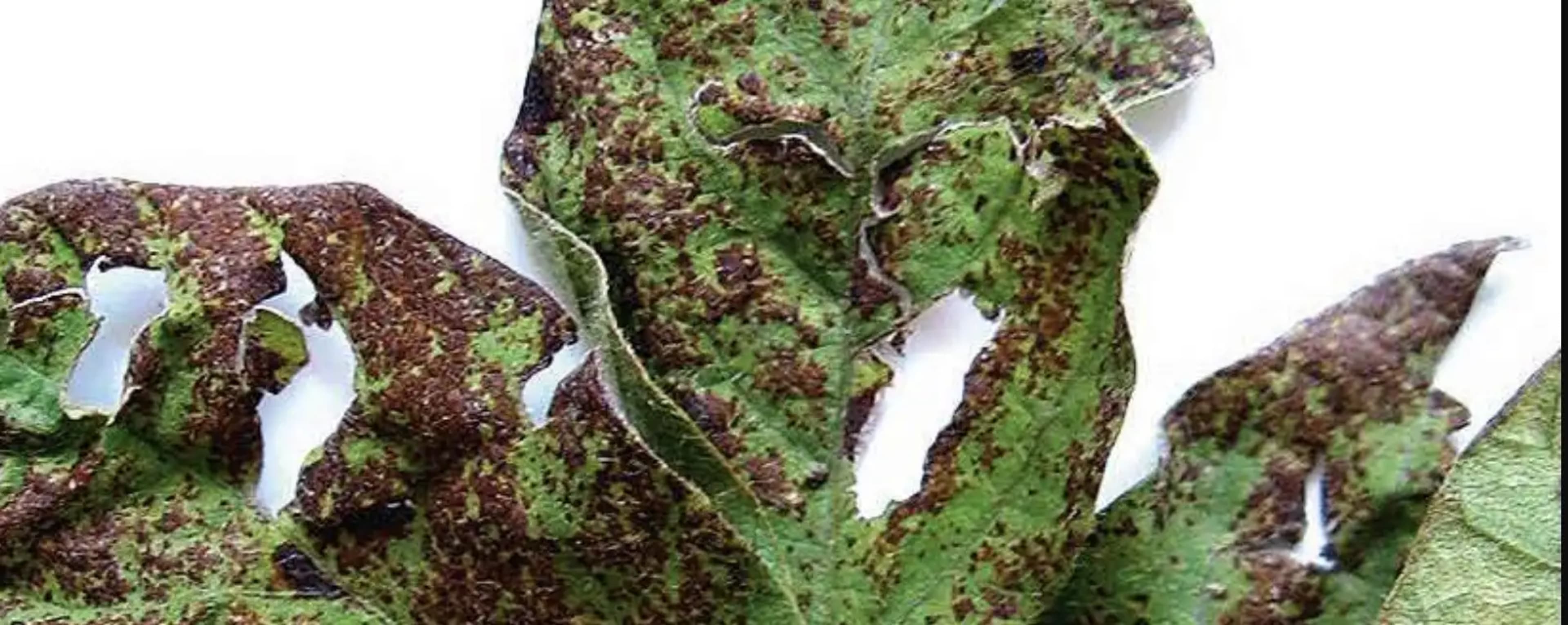 Бактеріоз рослин: види, симптоми та заходи боротьби