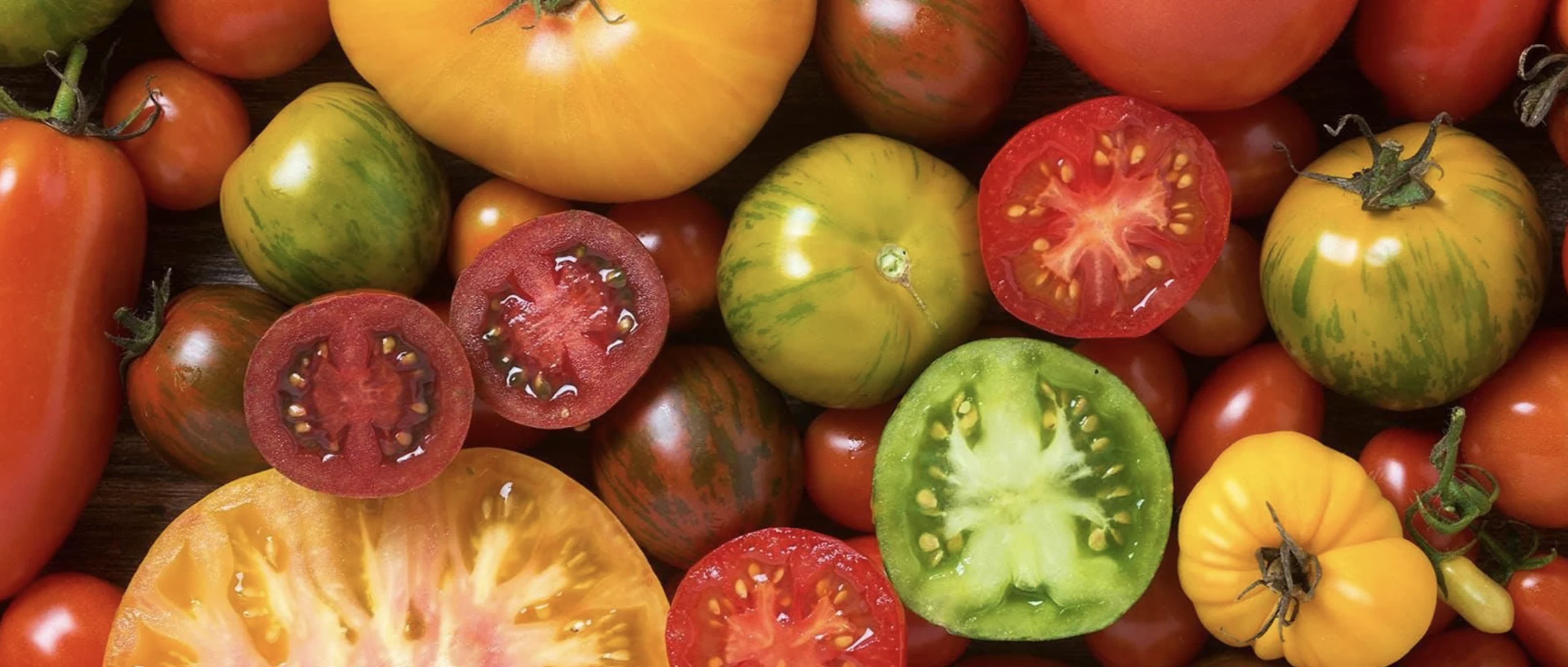 Різнокольорові томати: чим відрізняються жовті, чорні, зелені та білі сорти